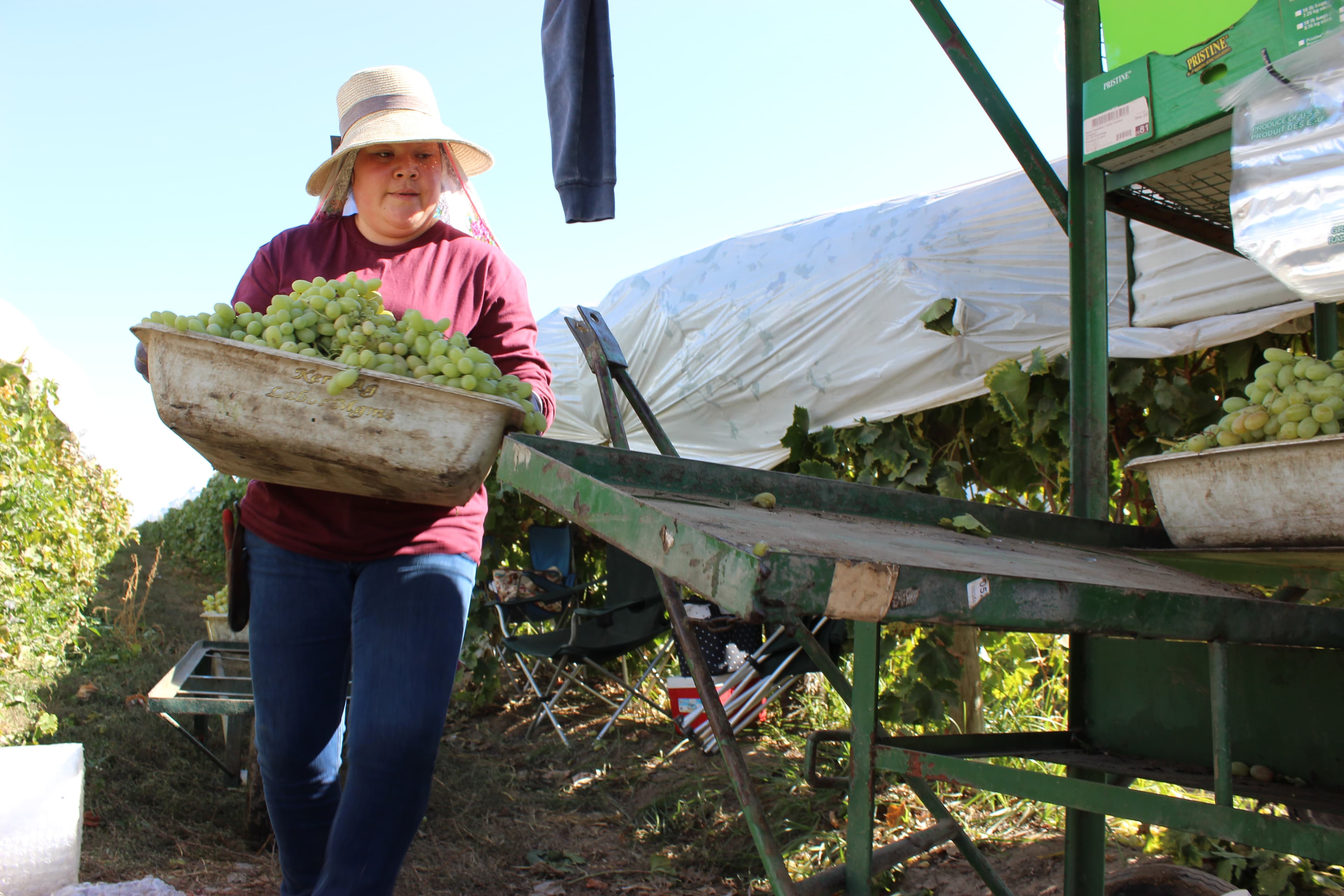 an immigrant woman carries a basket of grapes in california