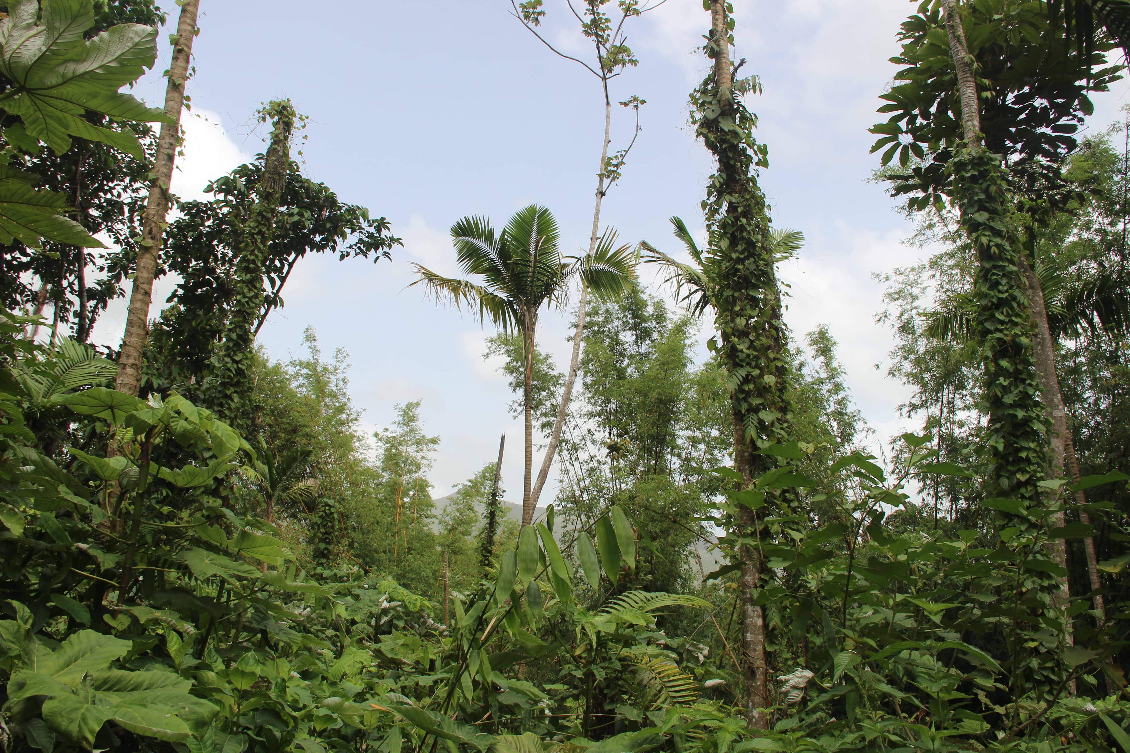 trees with vines growing