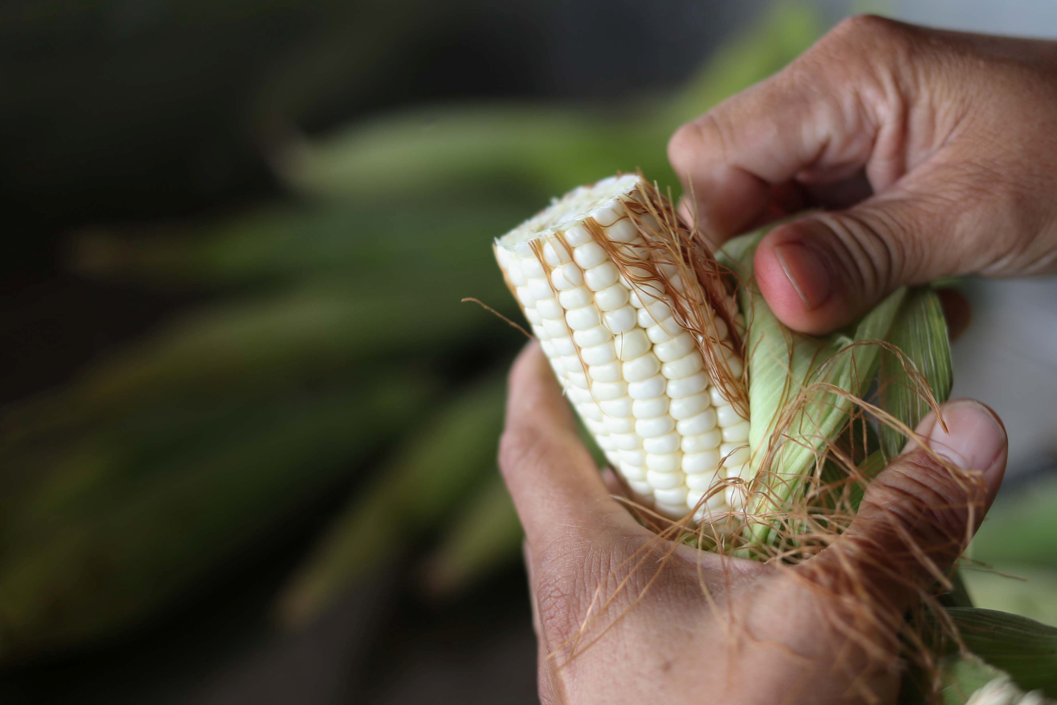 closeup of hands shucking corn