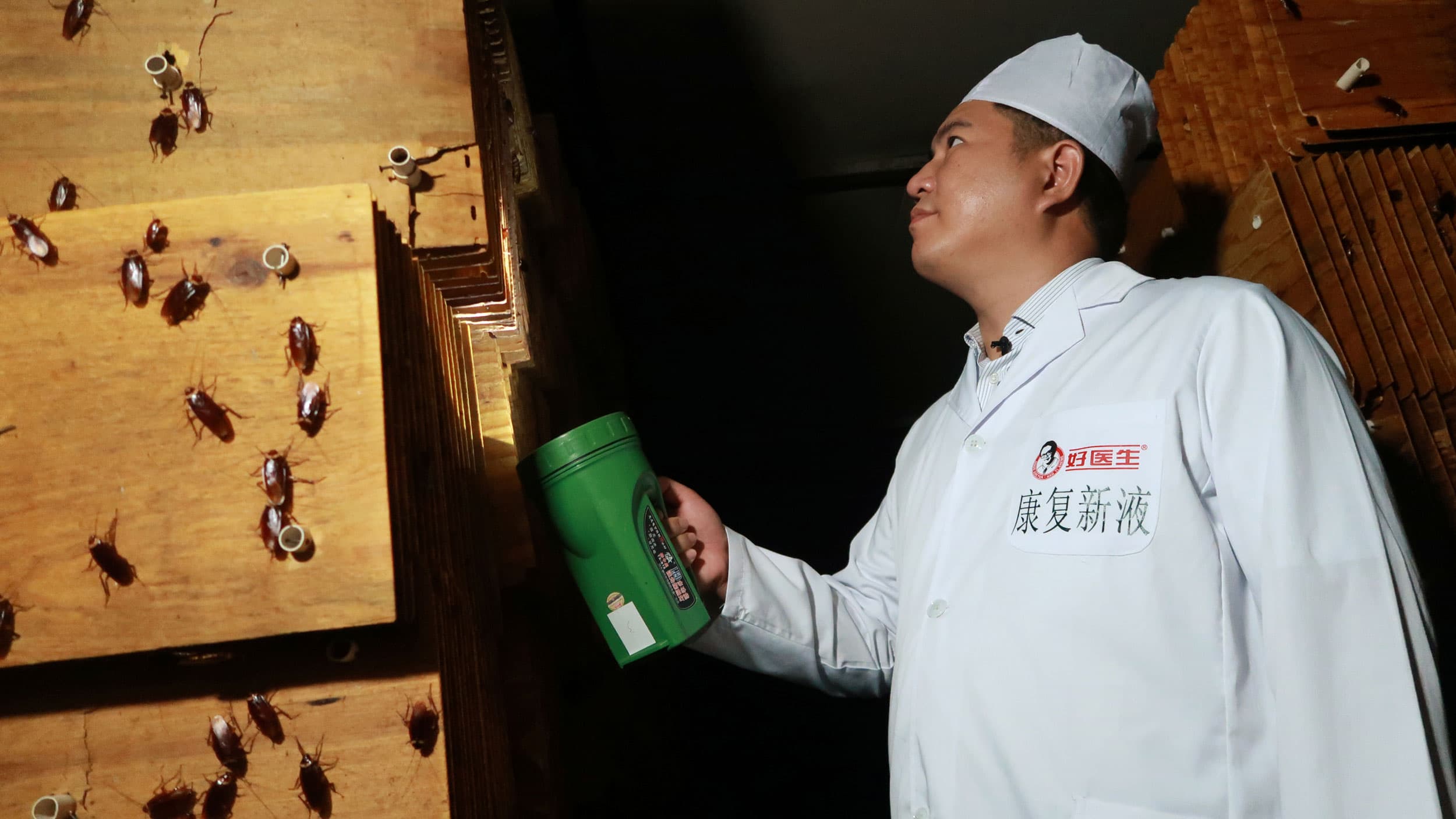 A man in a white uniform shines a light into the cardboard where cockroaches are being farmed. On his left are a dozen large bugs.