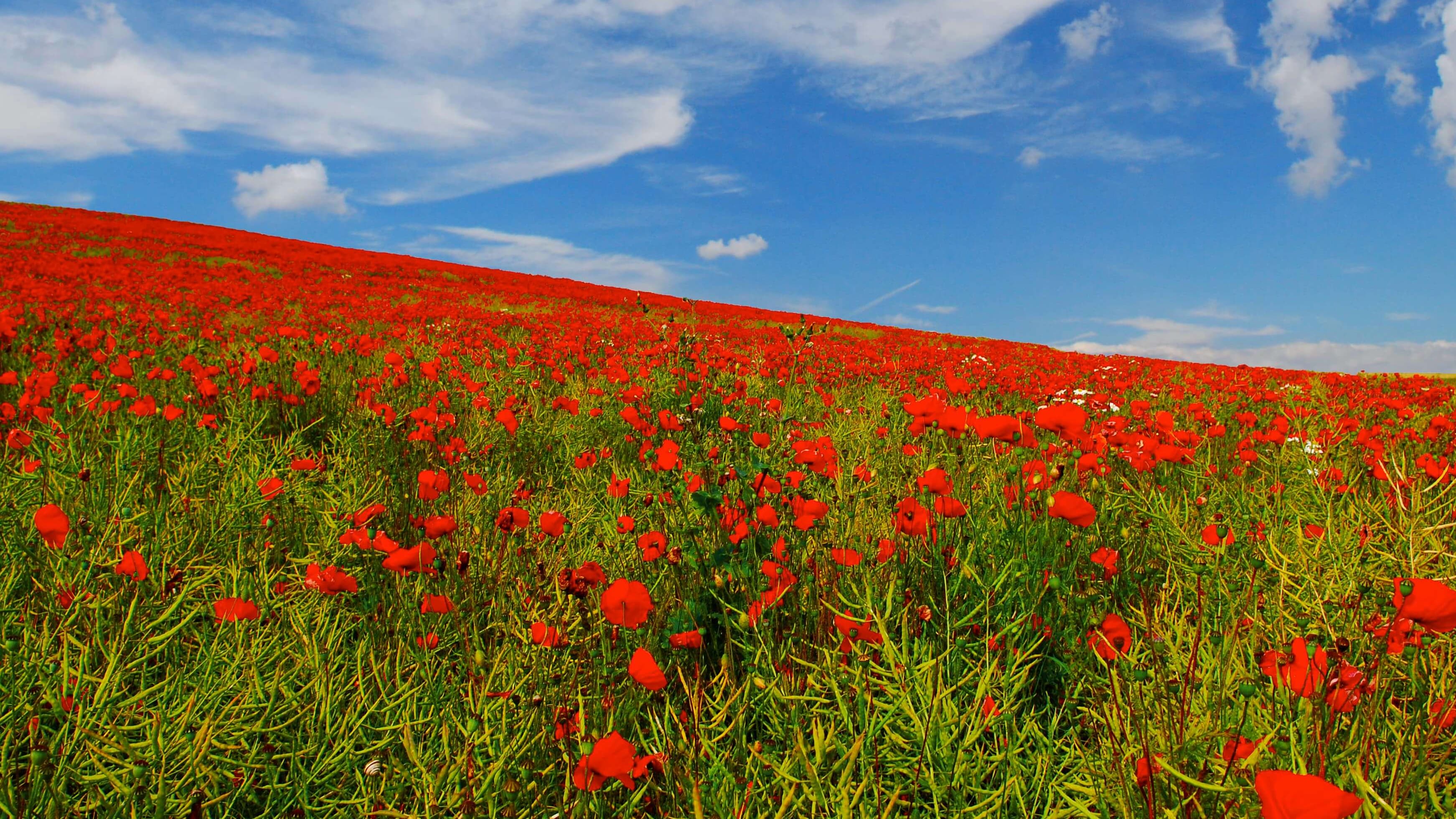Red poppies in green grass under a blue sky.