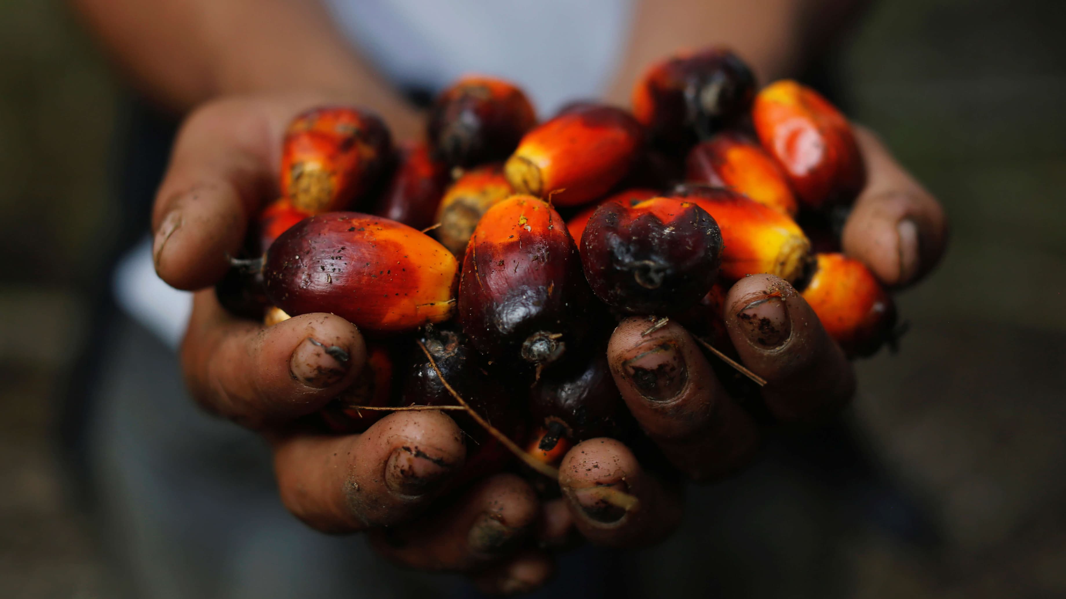 Hands hold red palm oil fruits.
