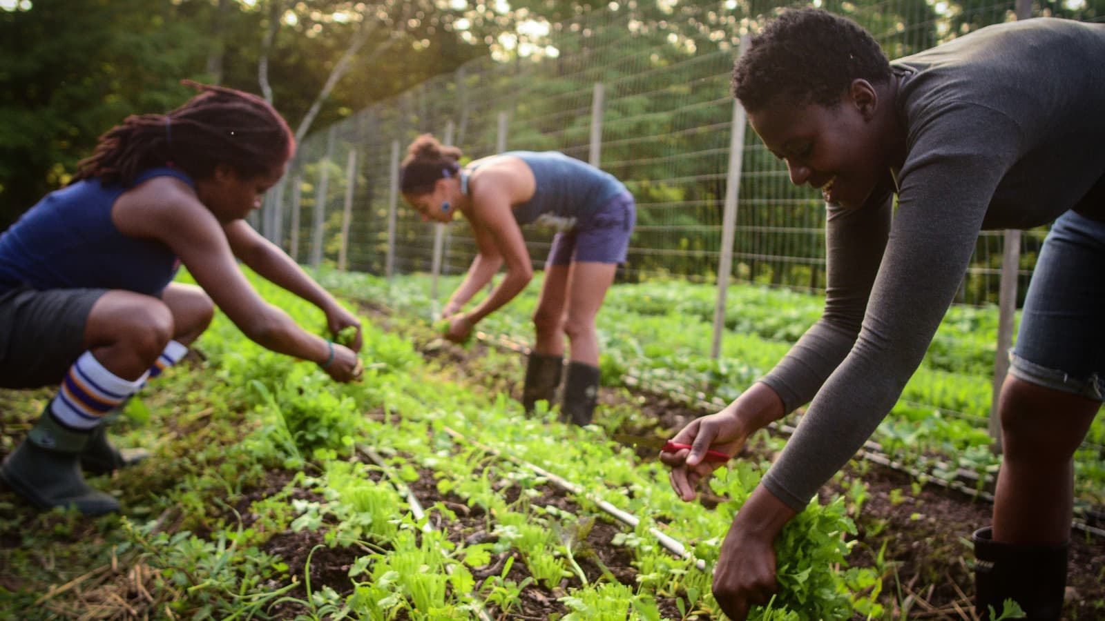 Farmers bend to harvest and grow plants.