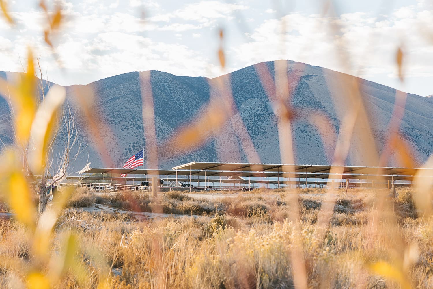 A dairy farm is seen through mountain brush.