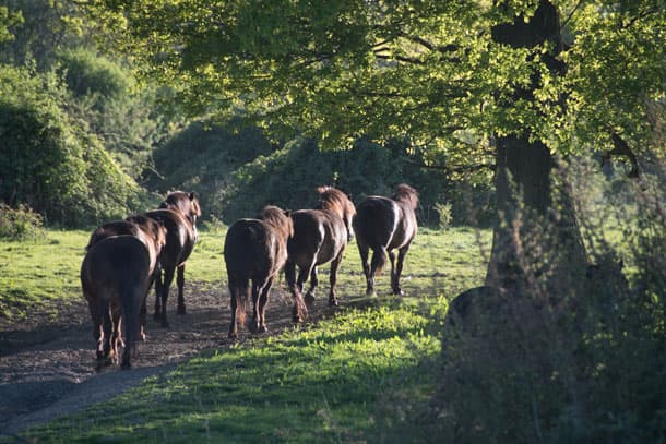 Exmoor ponies