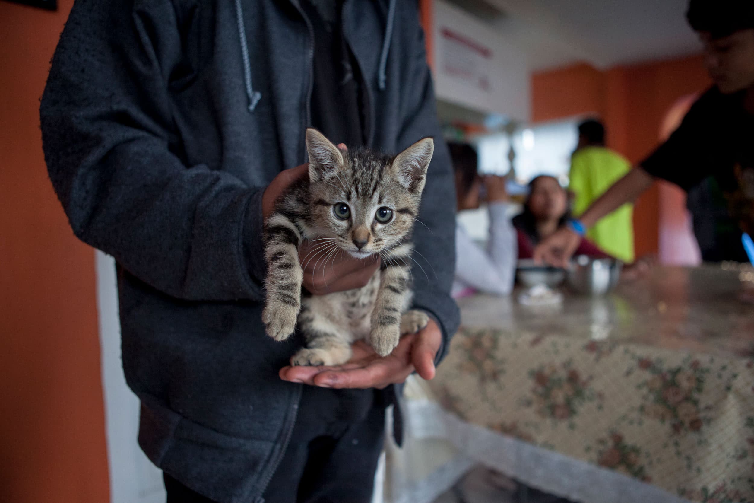 A teenage boy holds a kitten