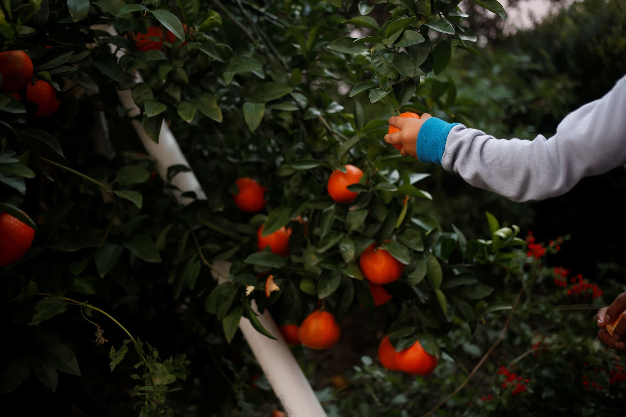 A young boy is shown picking oranges in a photo with many oranges in the orchard.