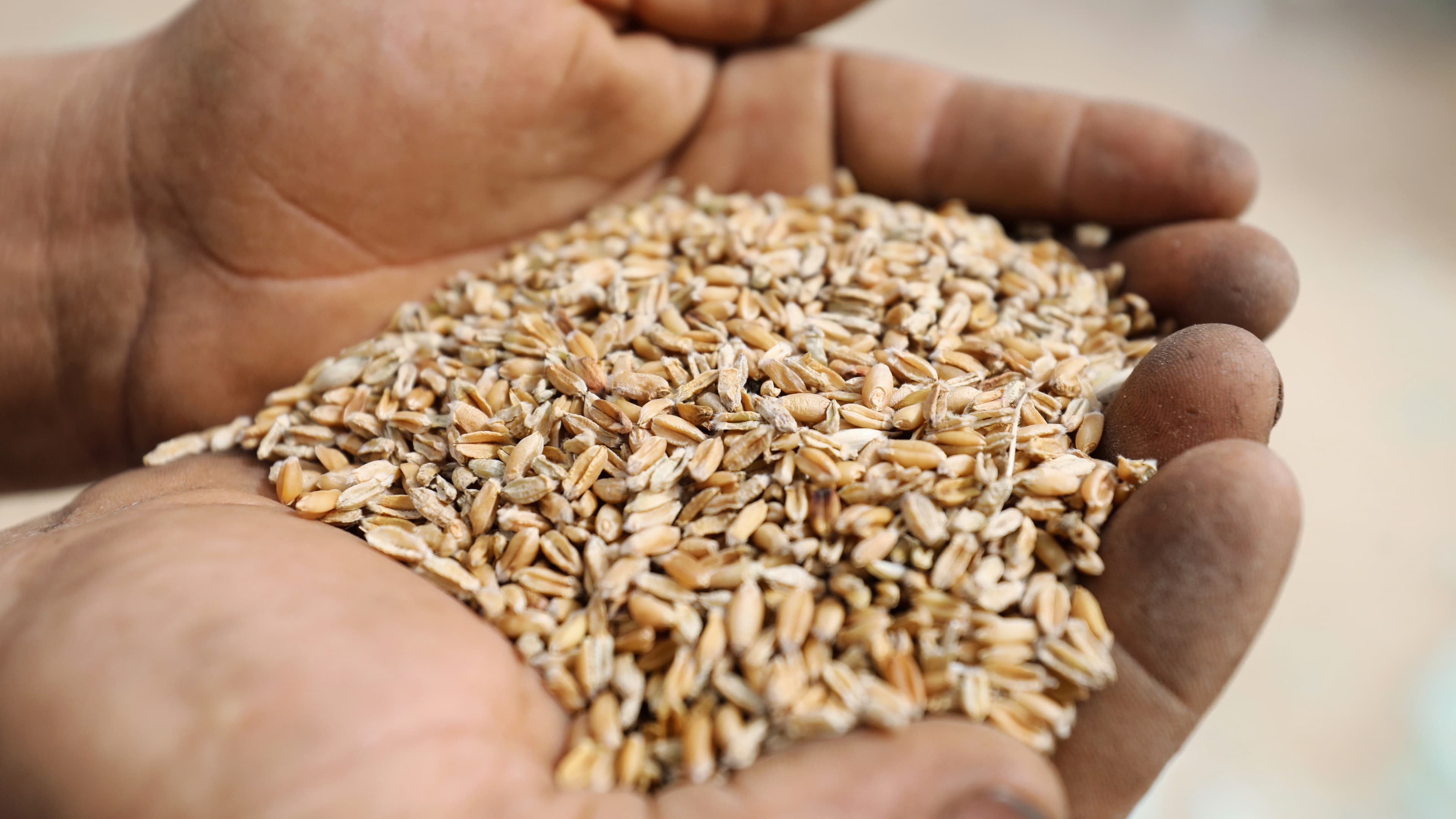 A farmer displays wheat grains at a field in the El-Menoufia governorate, north of Cairo, Egypt May 1, 2019. REUTERS/Mohamed Abd El Ghany