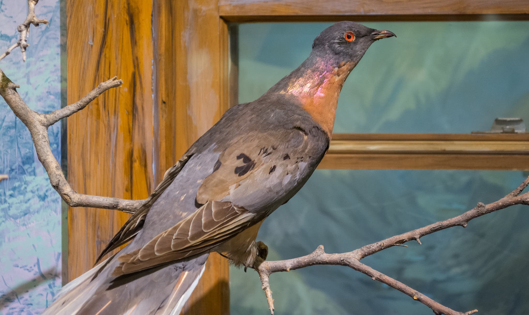 passenger pigeon