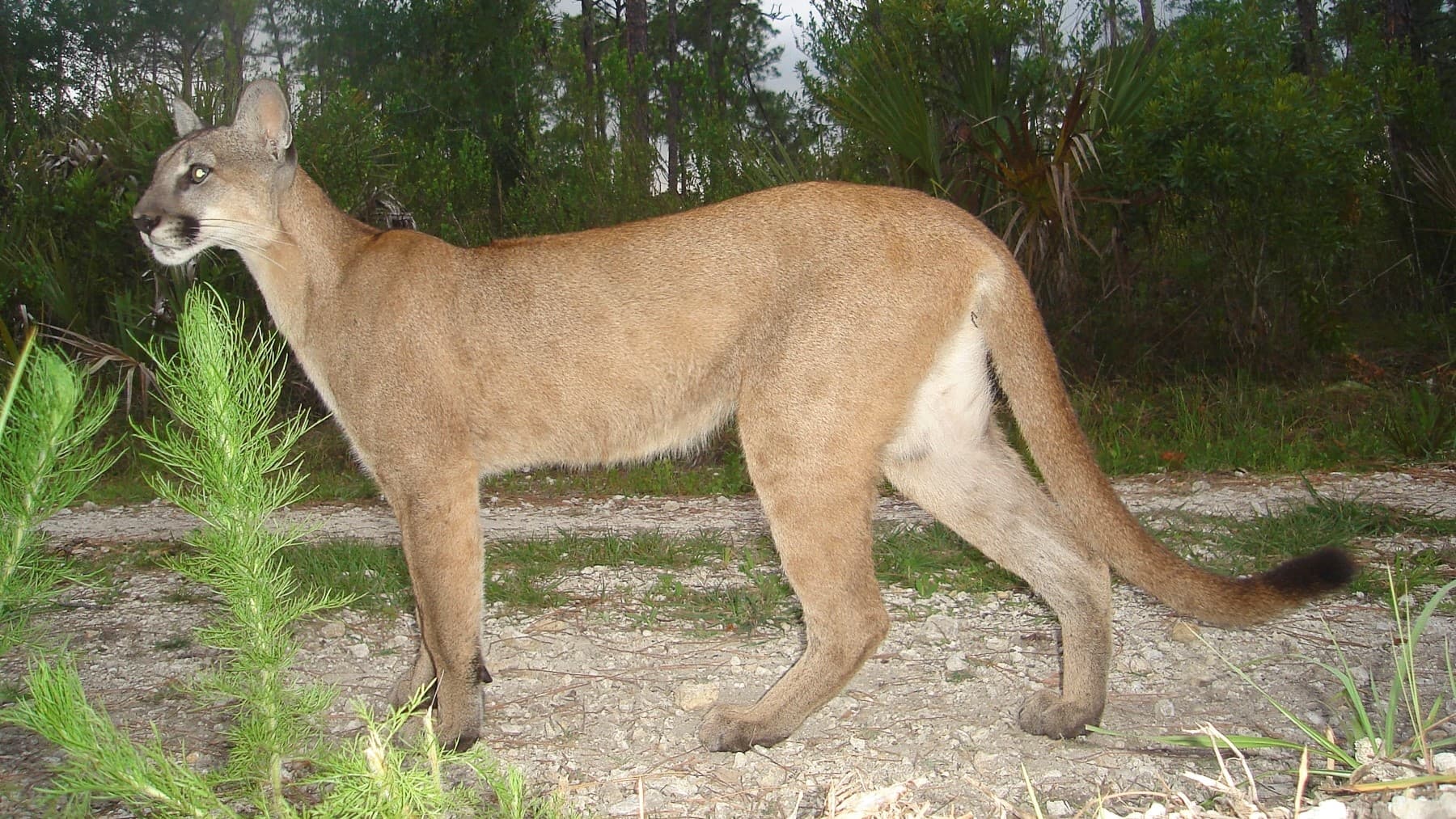 Florida panther