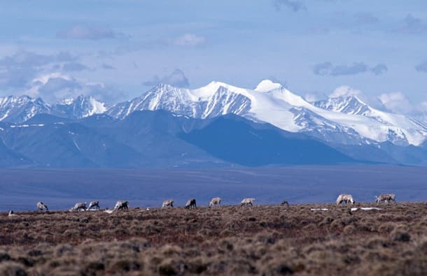 ANWR porcupine caribou