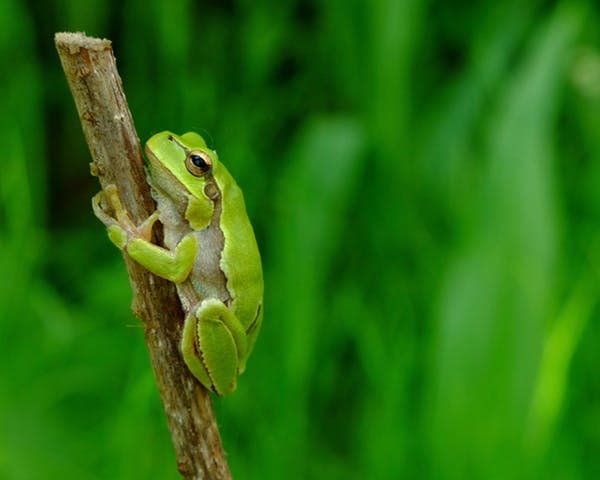 tree frog in ukraine