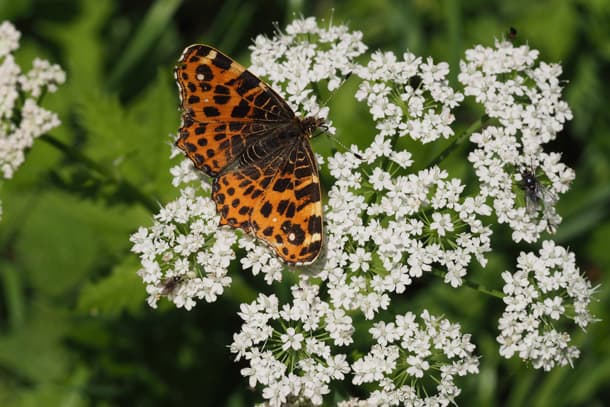Butterly insect decline