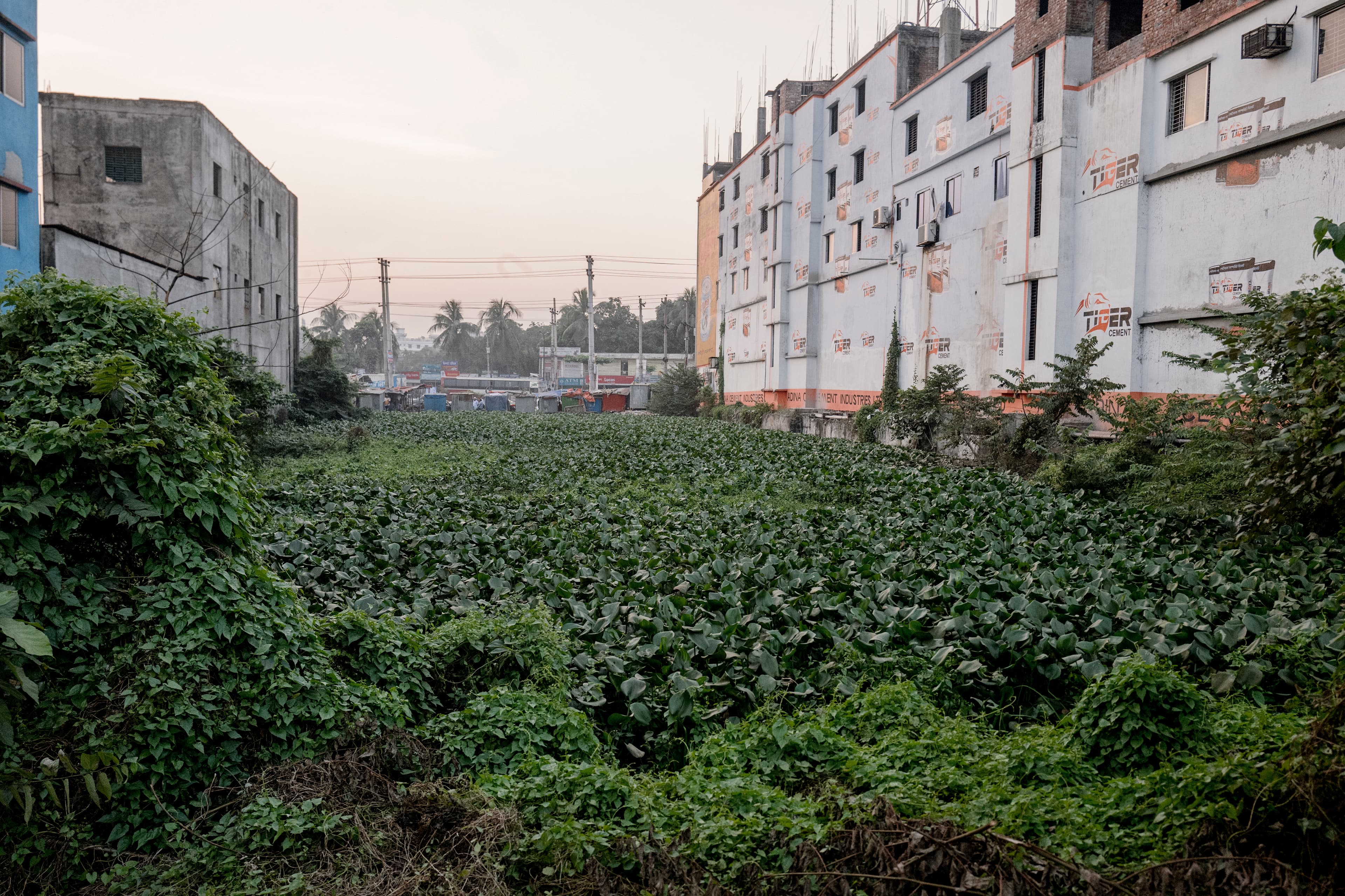 Empty lot with shrubs growing in the open area where Rana Plaza used to be.