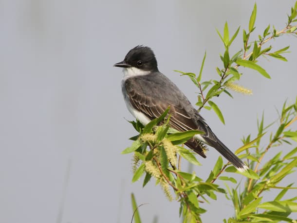 Kingbird