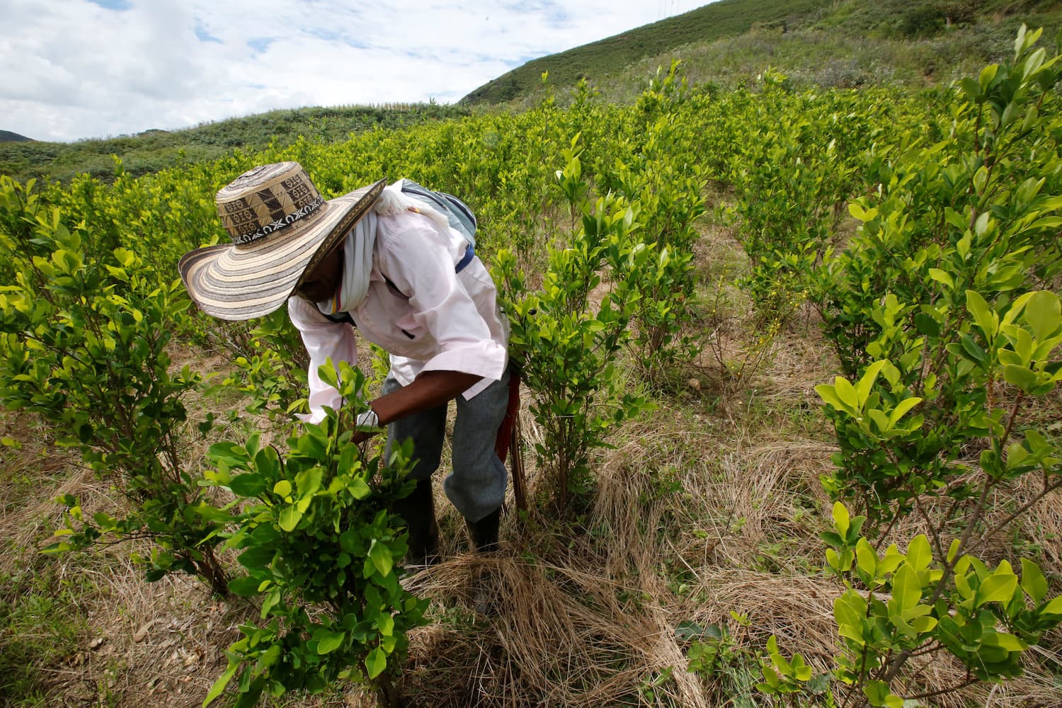 A farmer cleans a coca crop in Cauca, Colombia, on Jan. 27, 2017.