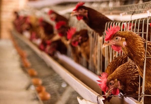 A thousand hens lay eggs for the residents’ meals, in a room at the back of the care home.