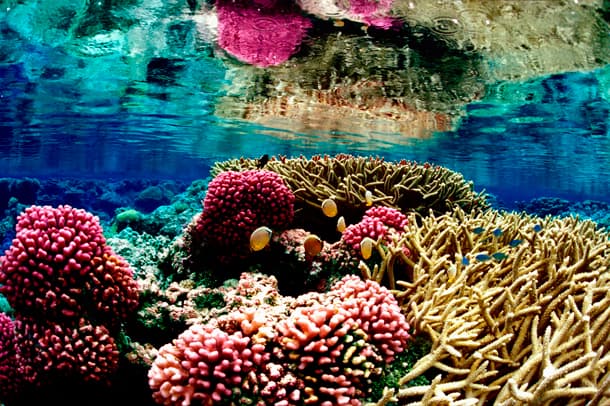Coral reef