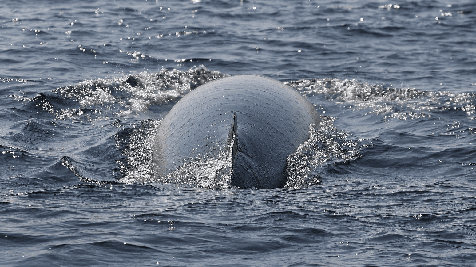 minke whale