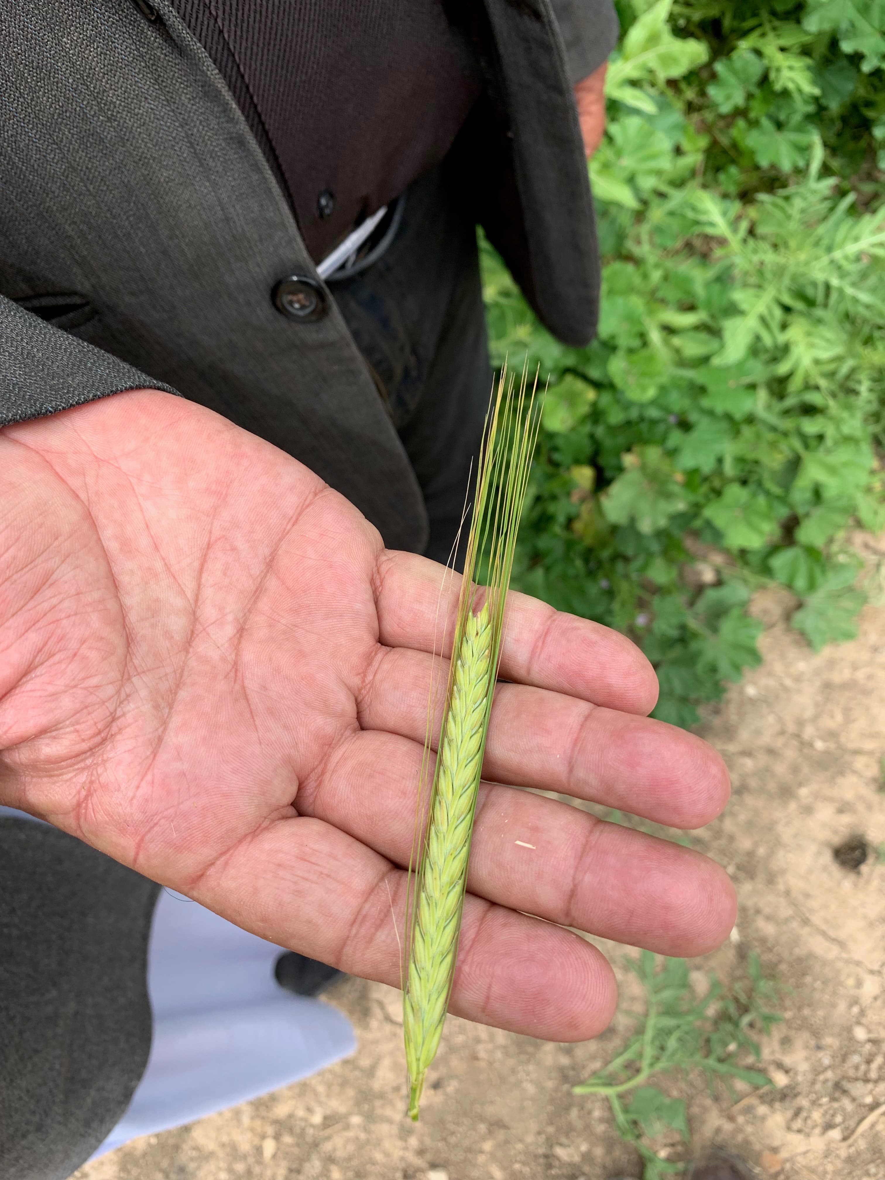 A person holds a green stalk of wheat in his hand.