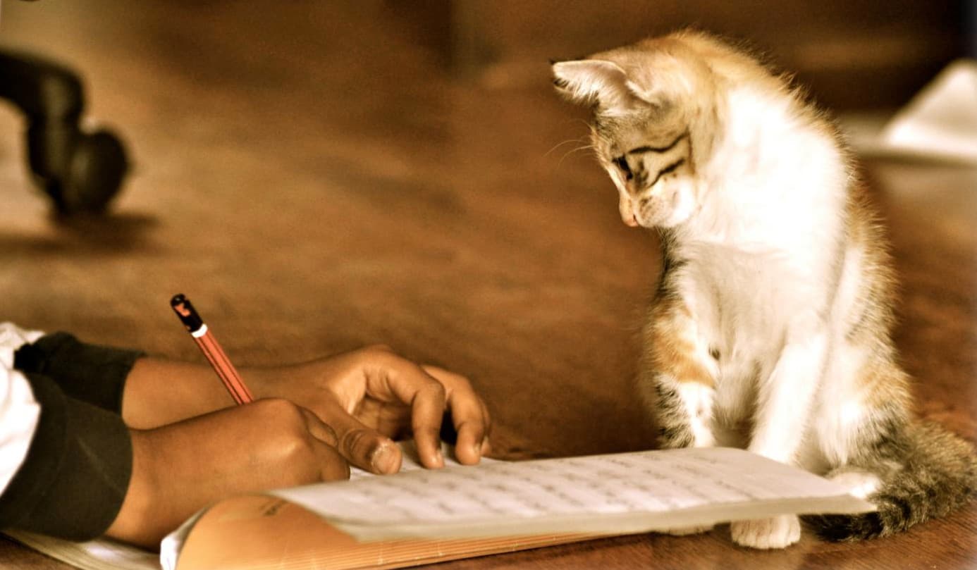A cat stands next to someone writing.