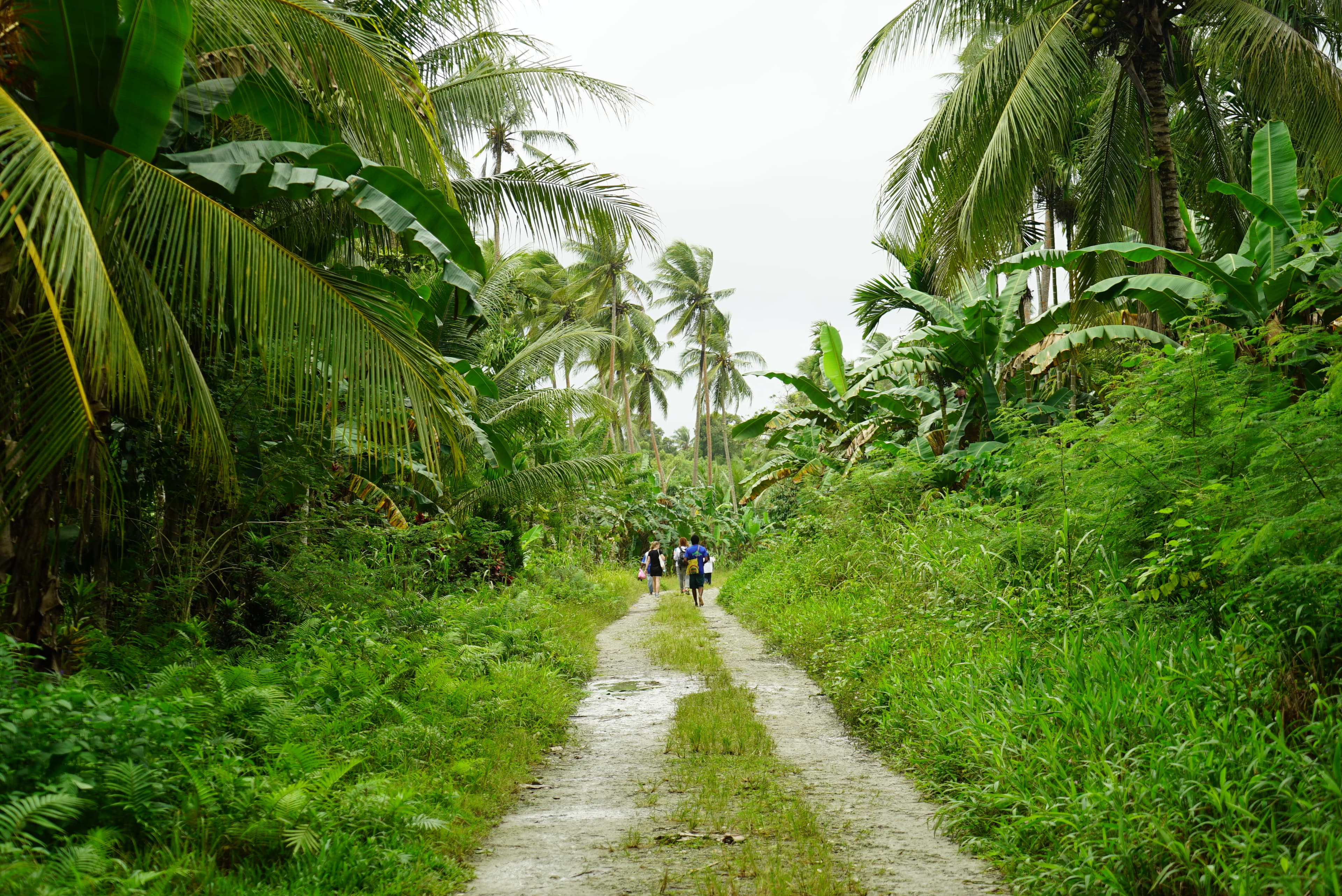 Lush greenery surrounds a narrow pitted dirt road.