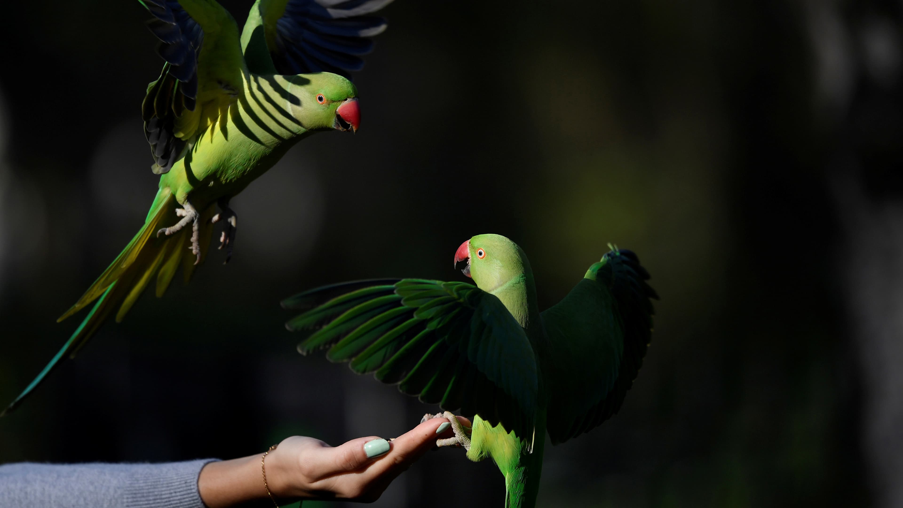 two parakeets in a london park