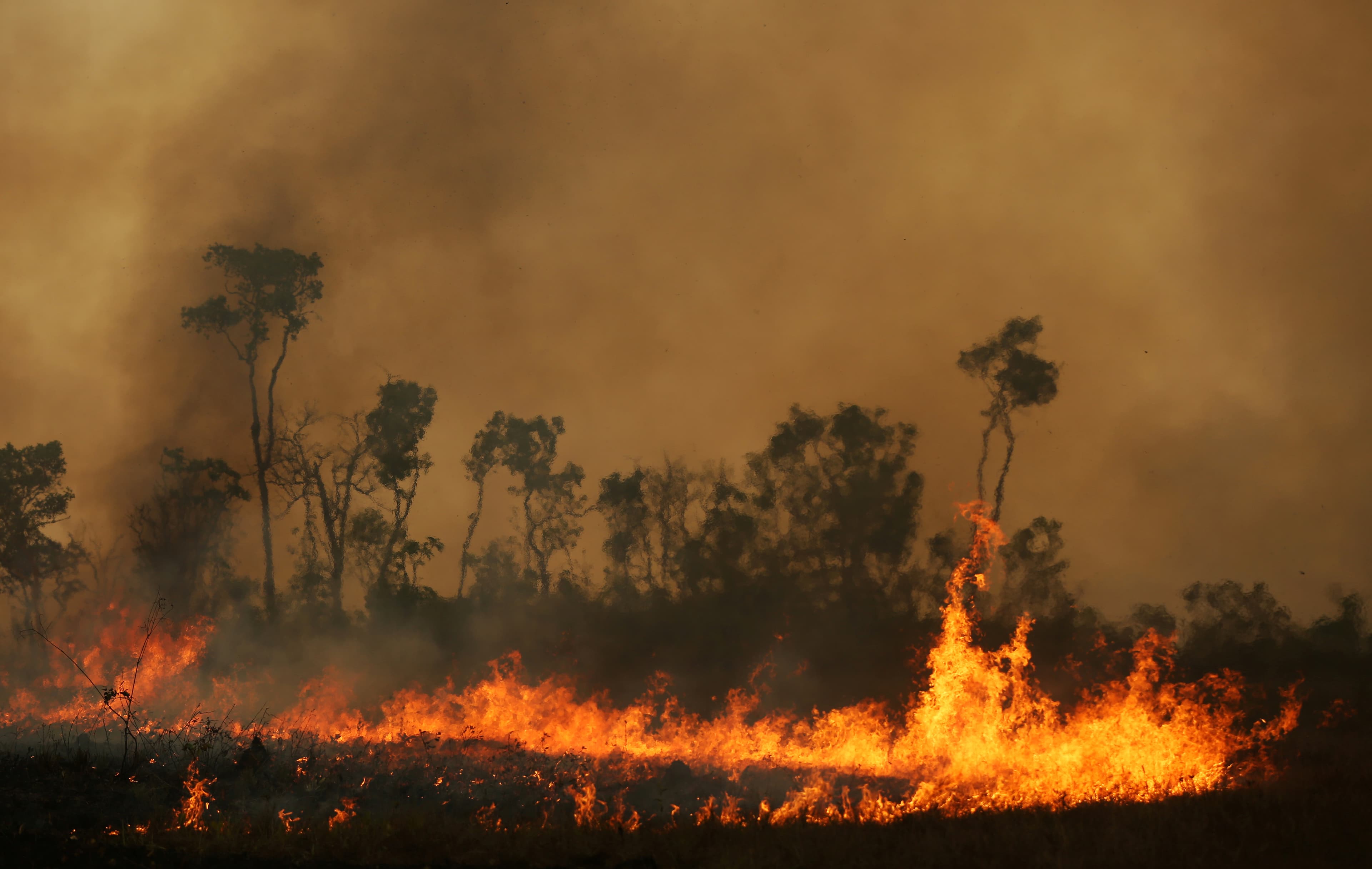 Trees in the Amazon on fire.