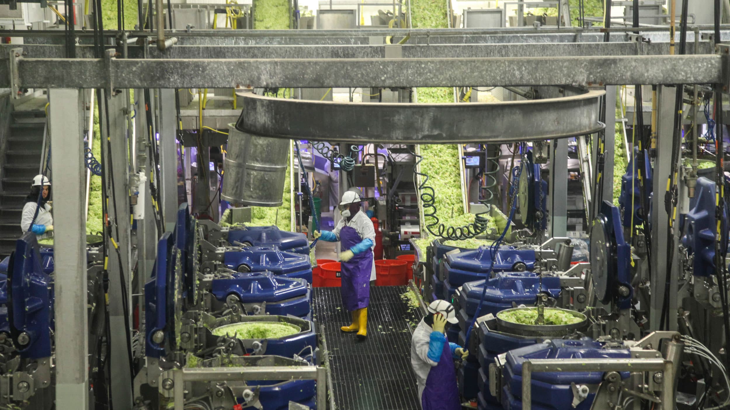 Workers wash and dry chopped lettuce at a Taylor Farms processing plant in Salinas, California on September 10, 2019. In recent years, the company has started incorporating automation in its facility.