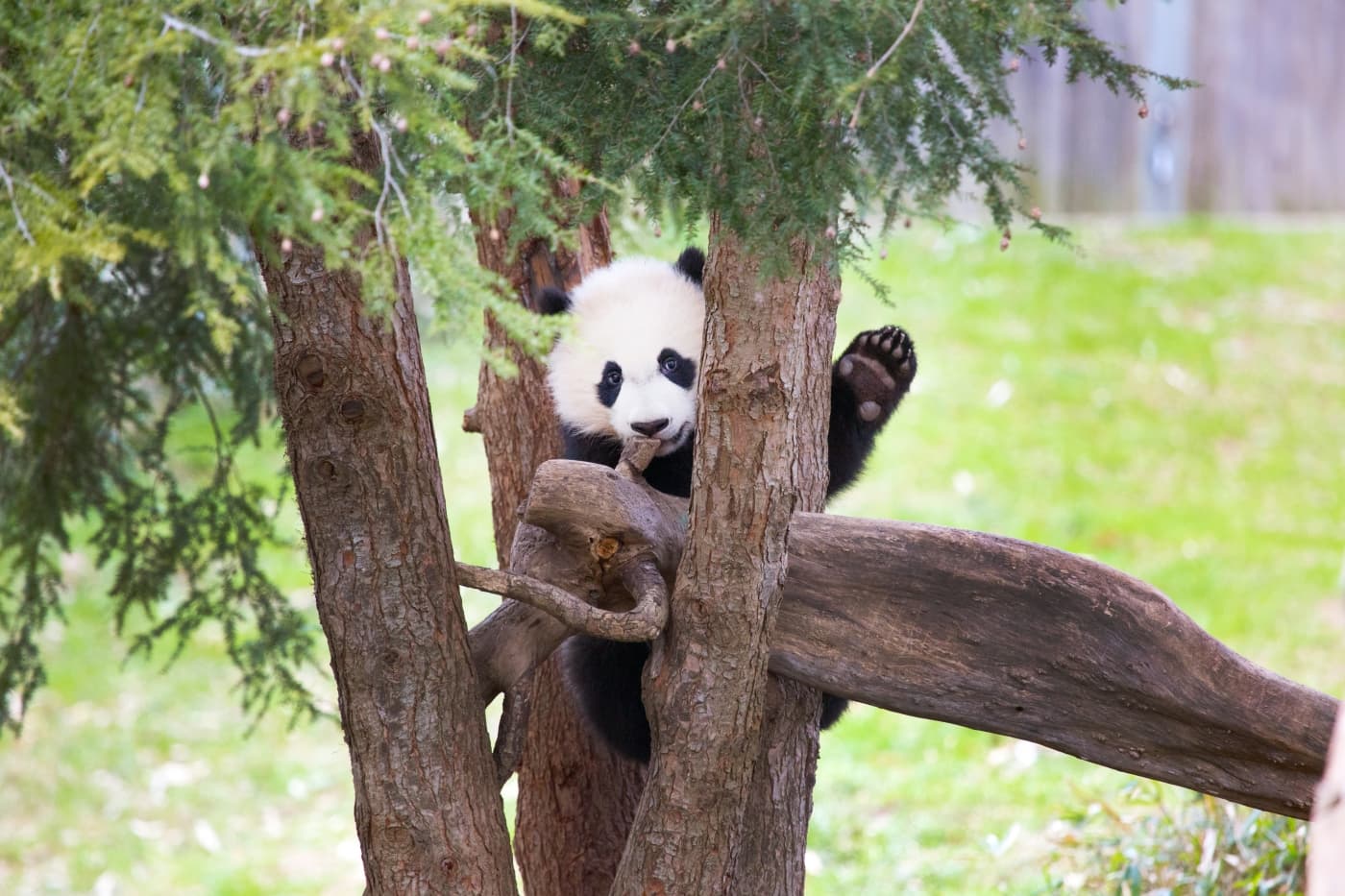 Black and white panda in a tree and waves his paw like he's waving goodbye