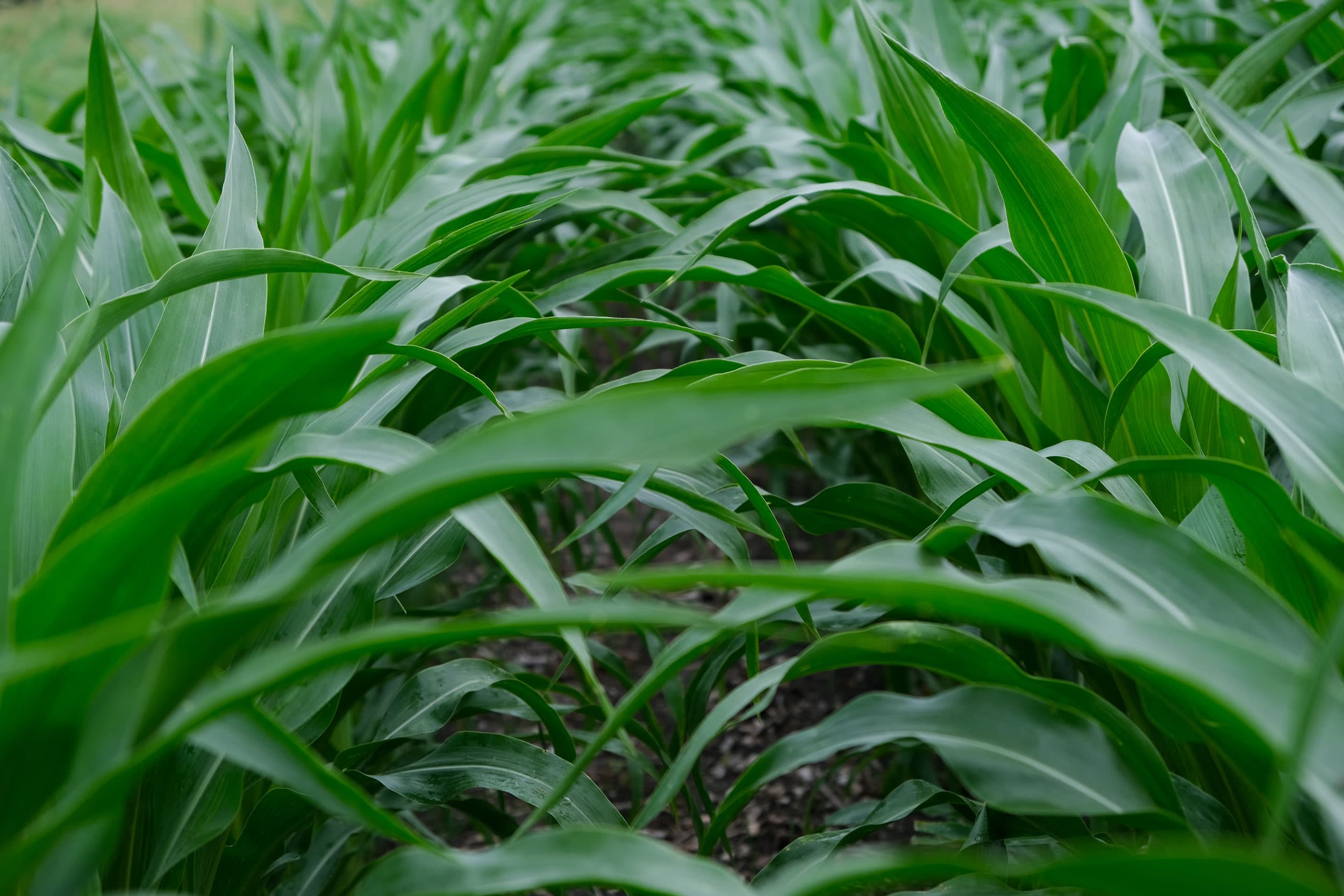 A close-up photograph of young, green corn is shown.