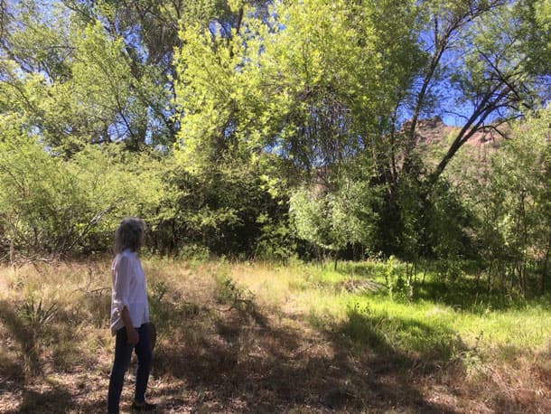 Riparian forest in northern Mexico