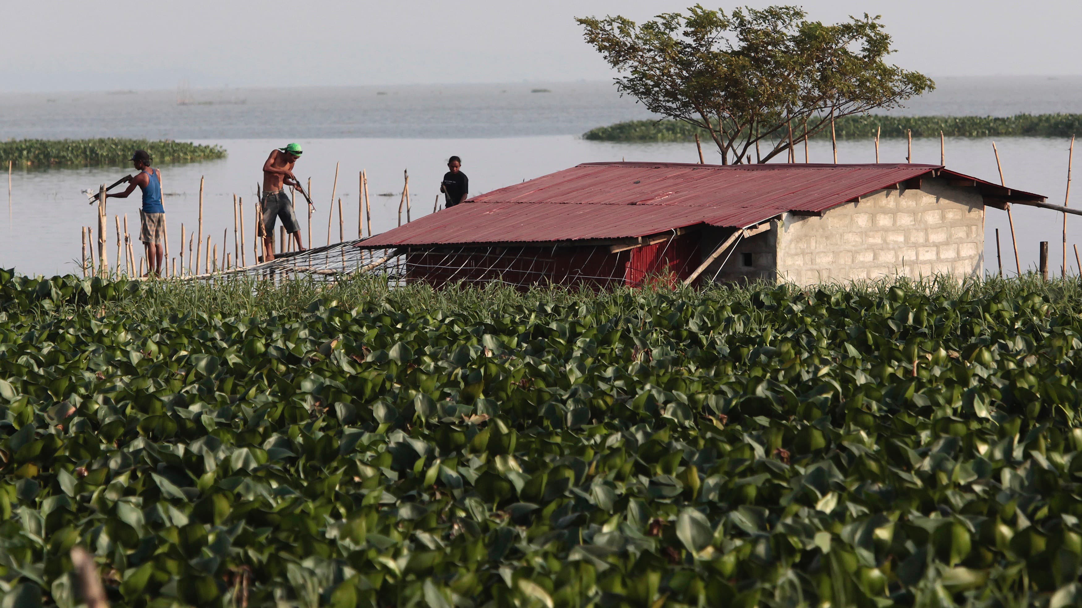 Philippines residents use improvised devices to catch fish atop their house which is submerged by floods