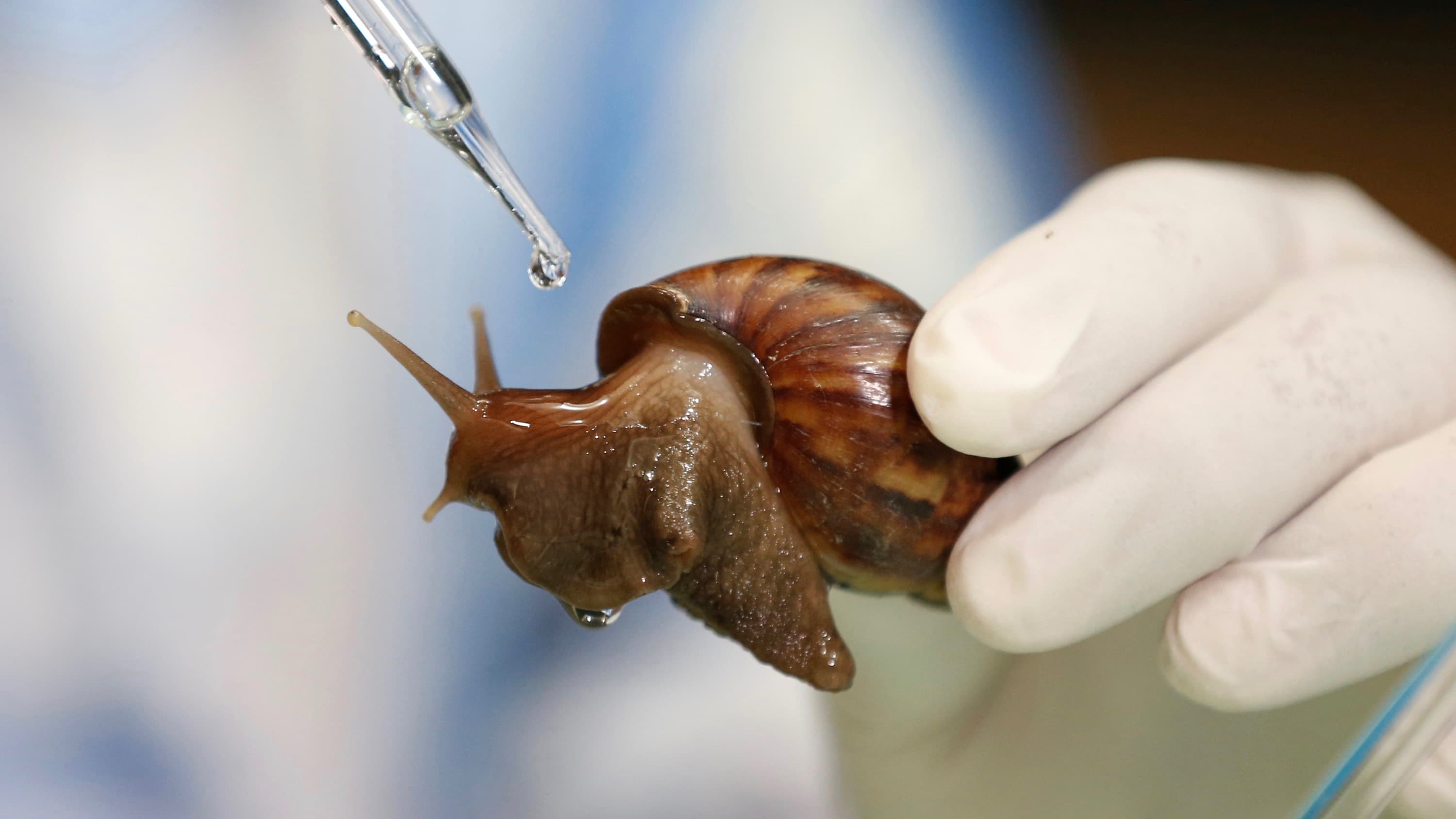 A man waters a snail in the process of producing cosmetics at a snail farm at Nakhon Nayok Province, Thailand, May 11, 2018. 
