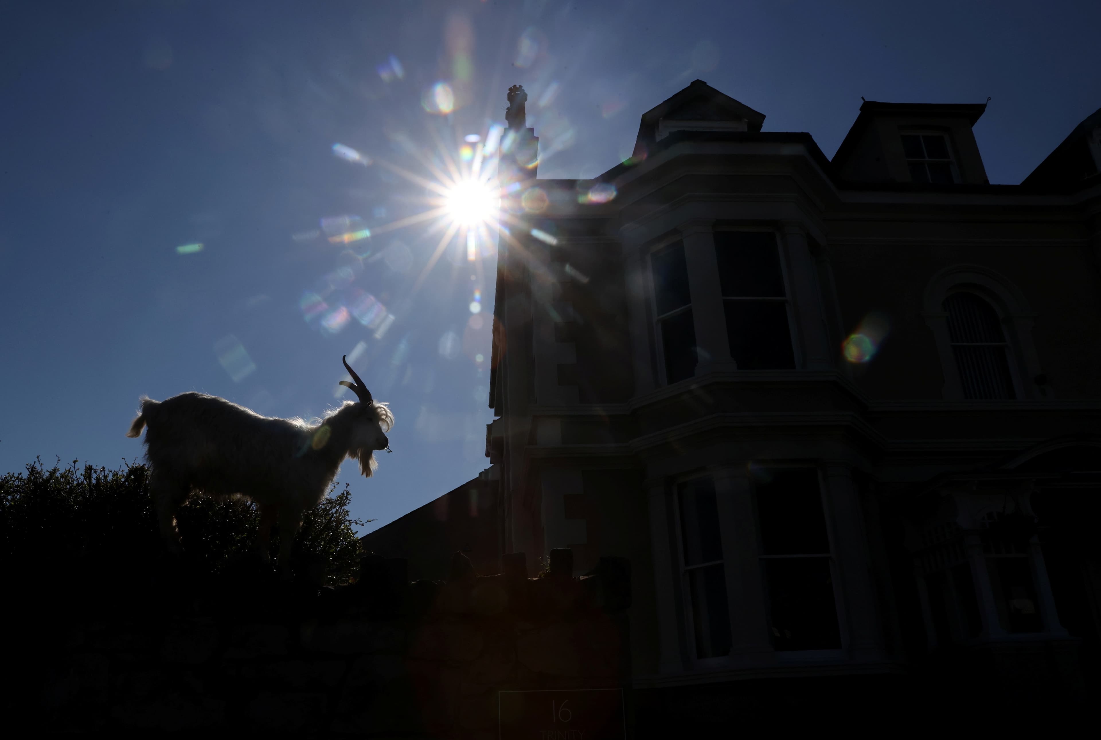 a goat is seen near a church