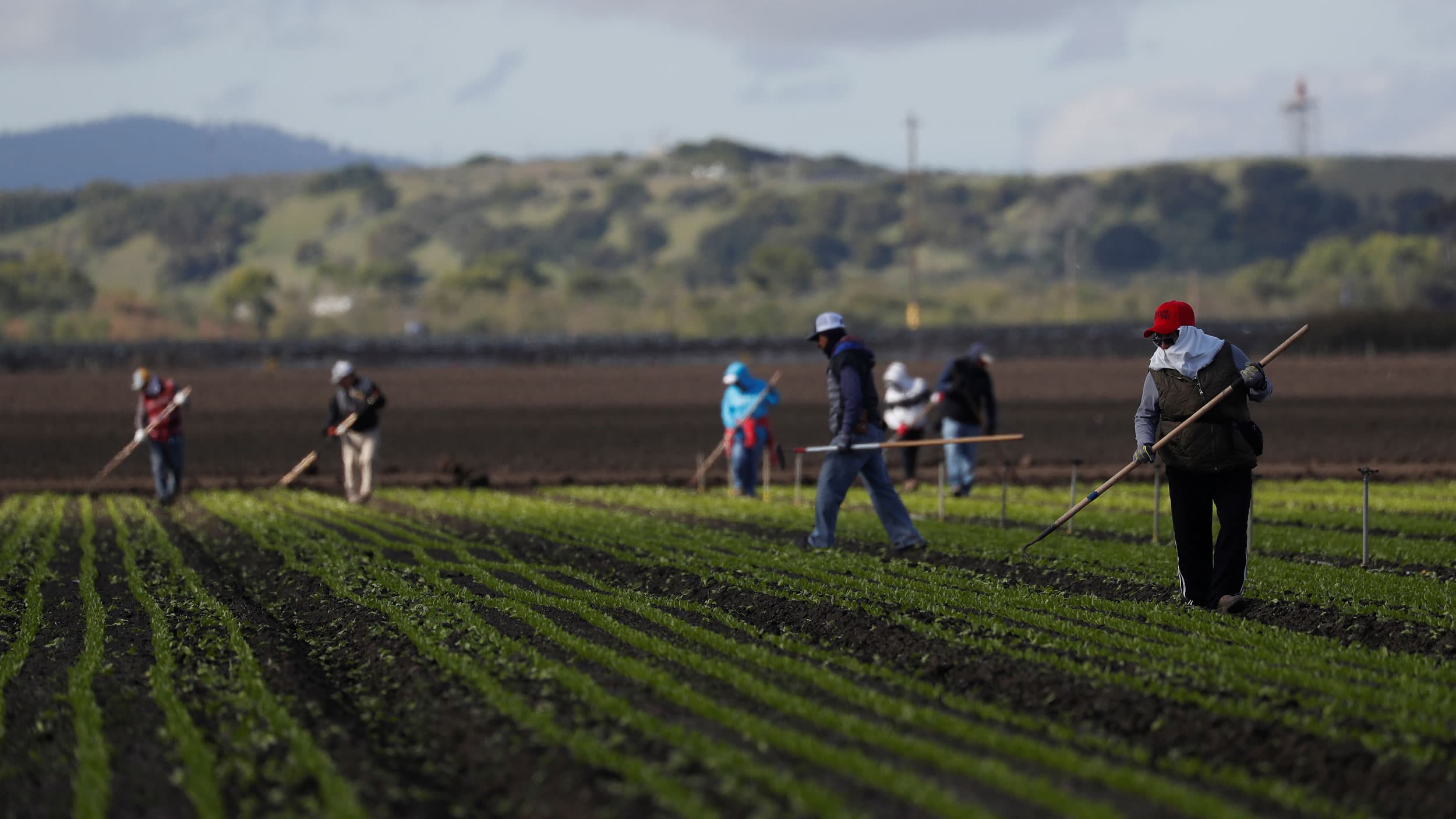 Farmworkers in a field