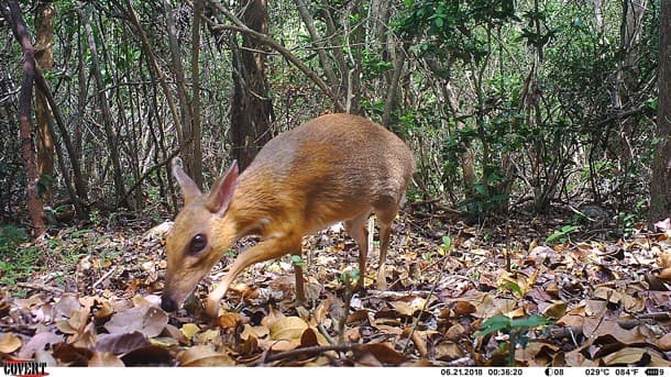Silver-backed chevrotain caught on camera