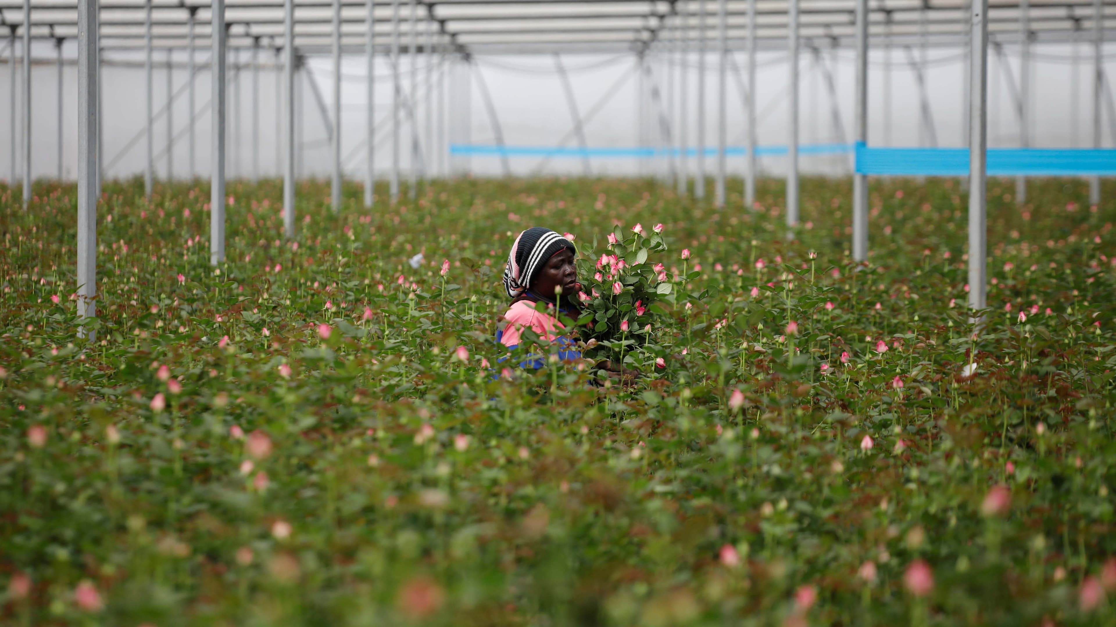 A worker picks roses that will be thrown way because they cannot be shipped to Europe due to the spread of the coronavirus disease (COVID-19) at the Maridadi flower farm in Naivasha, Kenya, March 19, 2020.