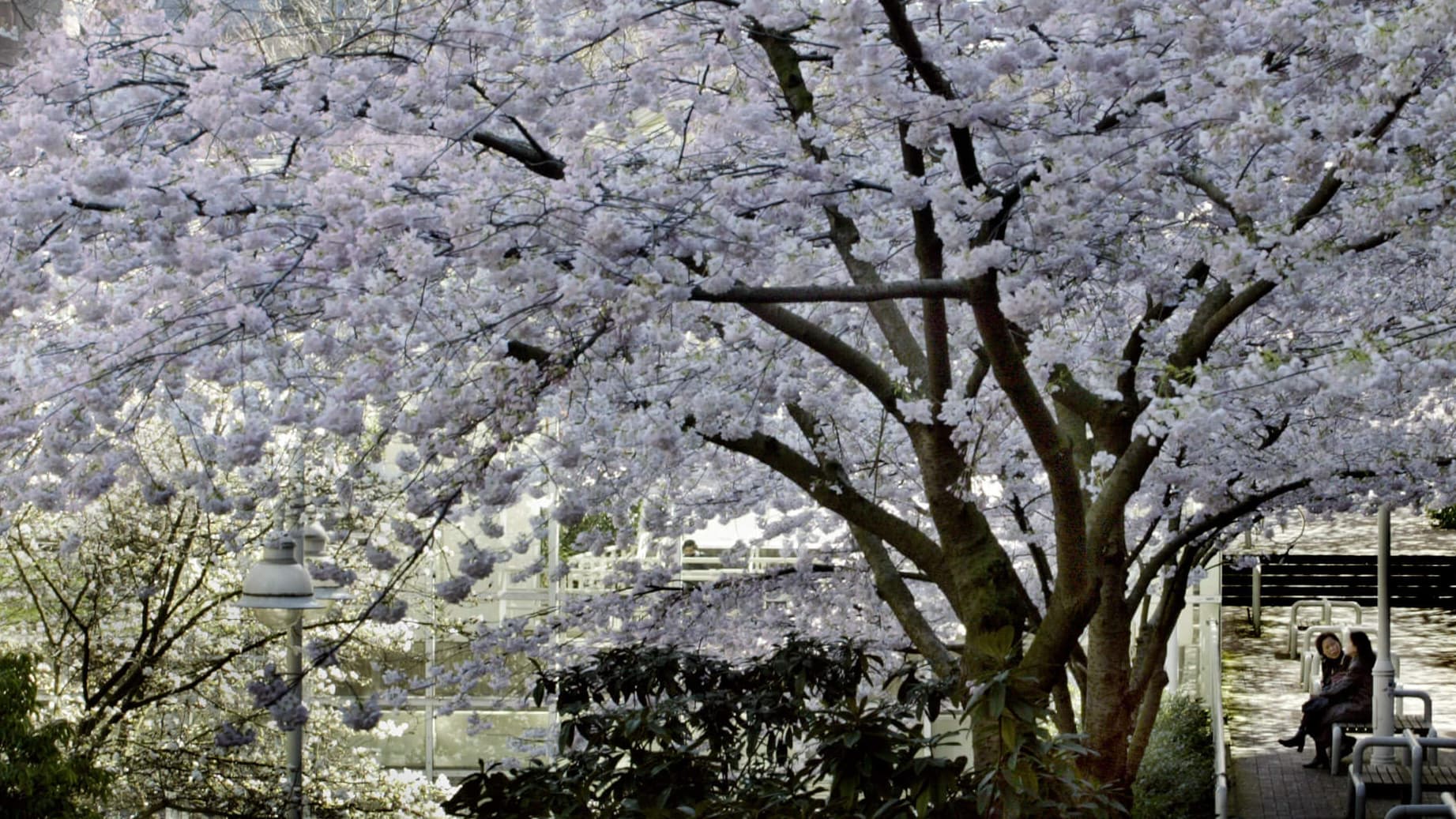 Massive light pink cherry blossoming tree in Vancouver with two people sitting on a park bench underneath it