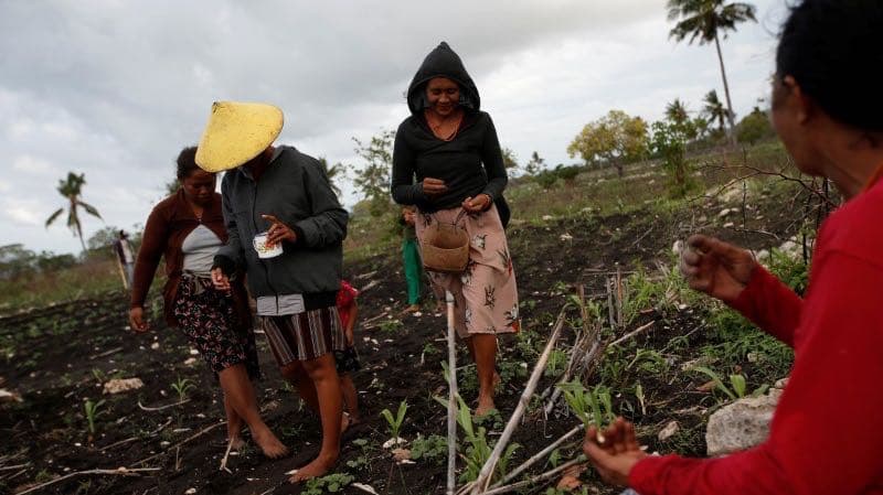 Sumbanese villagers work on a field seeding peanuts in Hamba Praing village, Kanatang district, East Sumba Regency, East Nusa Tenggara province, Indonesia, Feb. 23, 2020.