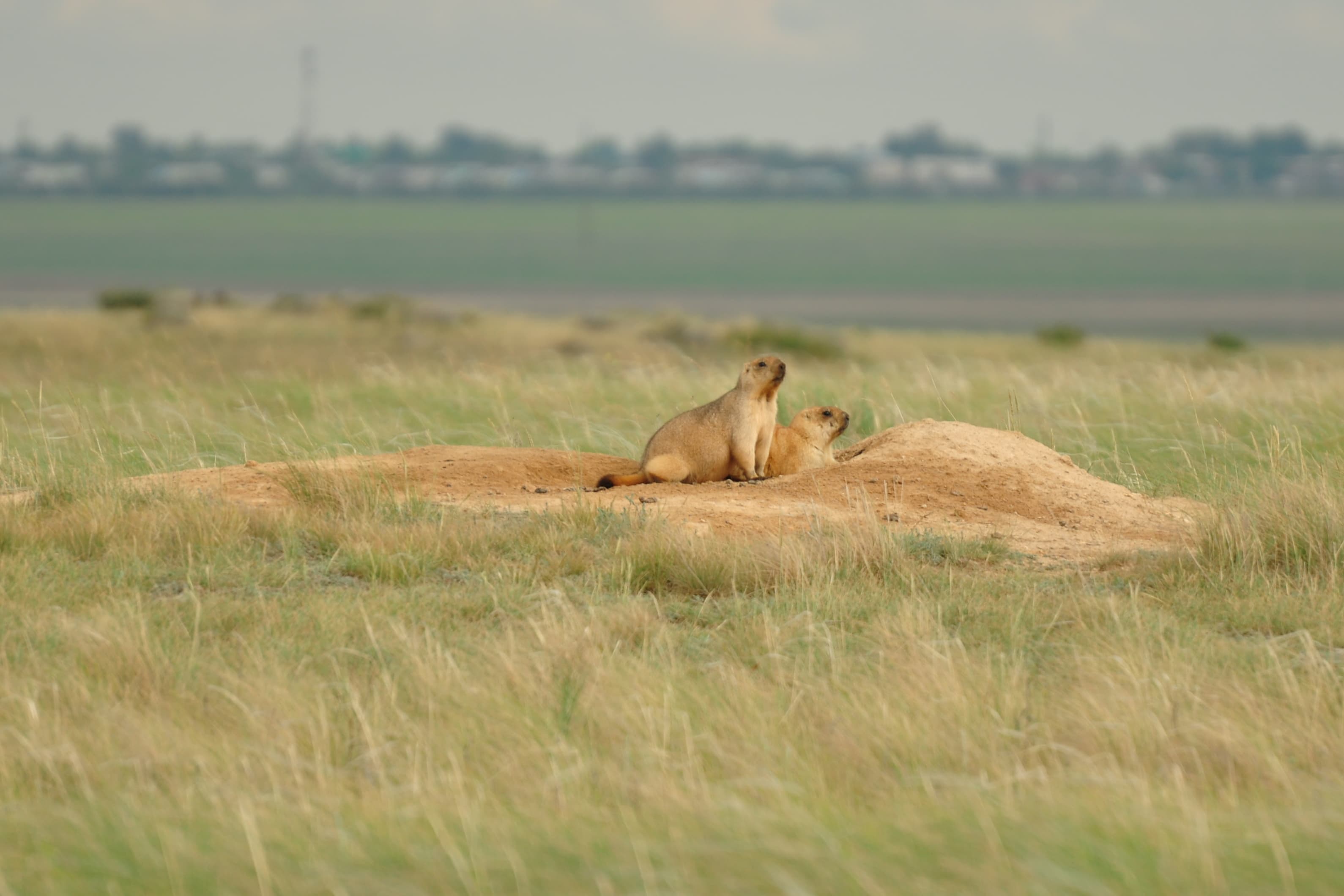A photo of ground hogs