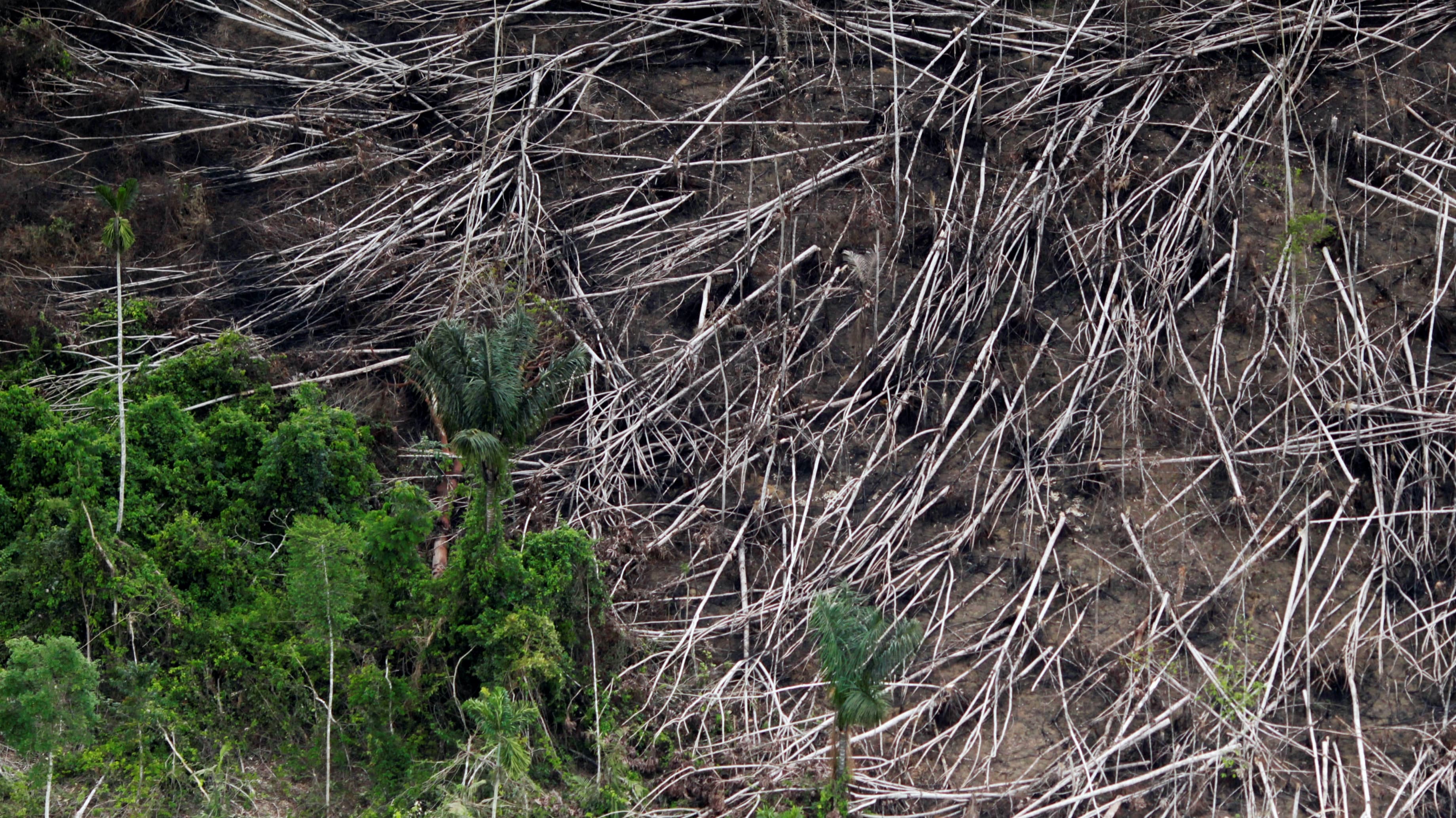 Green trees in the corner with wide swath of cleared forest in the center