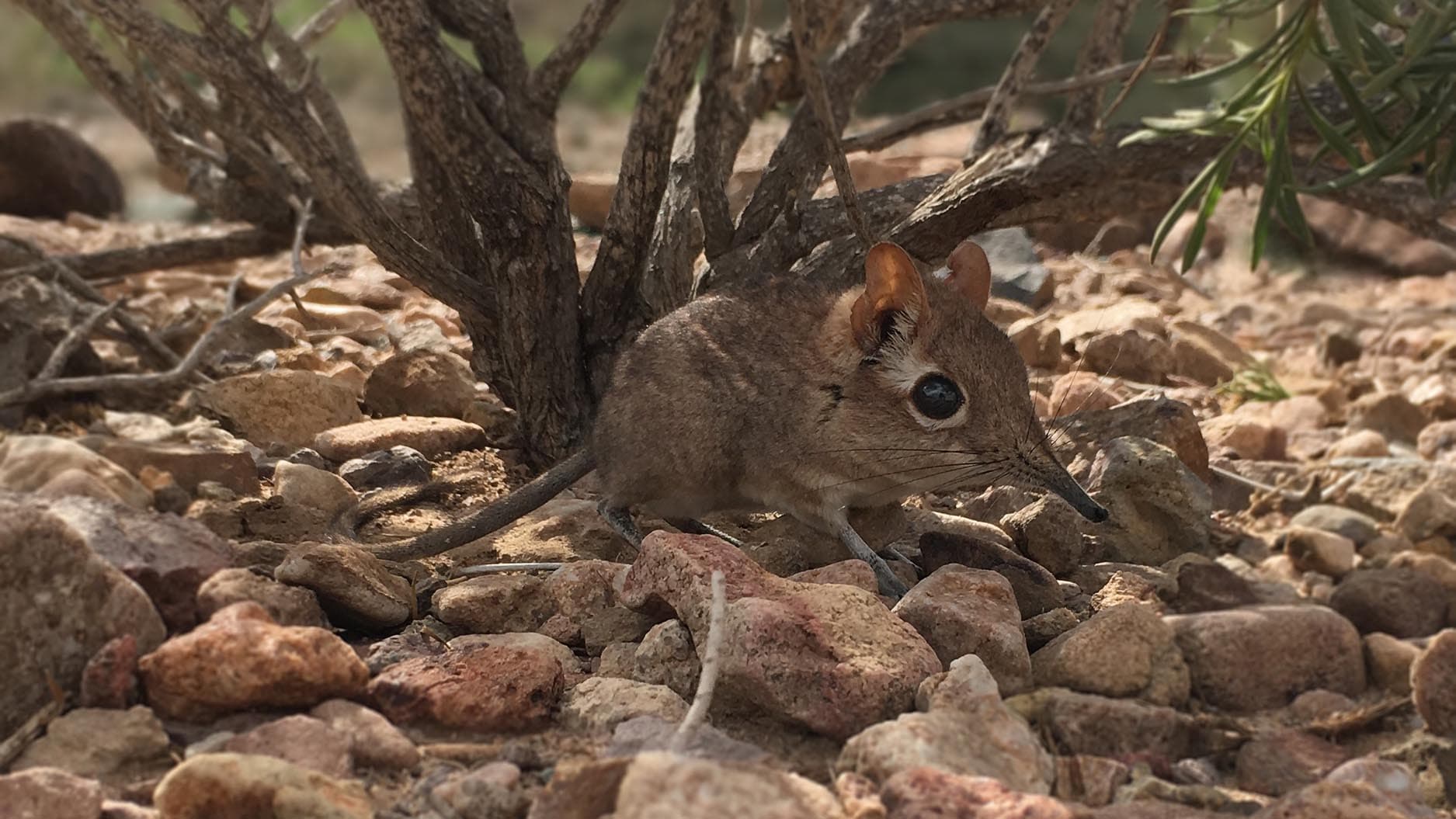 A Somali sengi, which had not been seen by scientists for 50 years, pictured in the Assamo area of Djibouti.