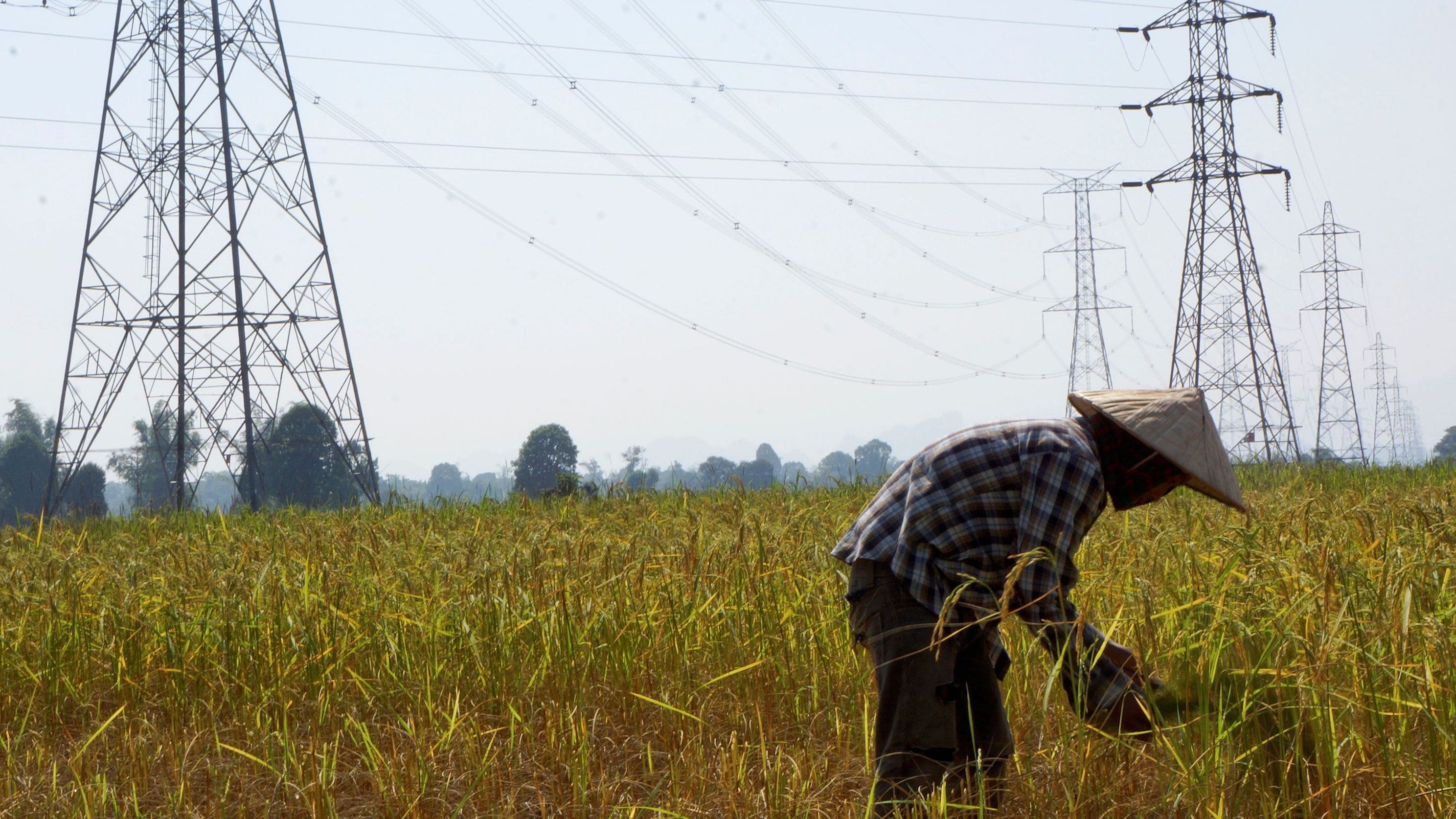 A farmer works in a paddy field under the power lines near Nam Theun 2 dam in Khammouane province in Laos, Oct. 28, 2013.