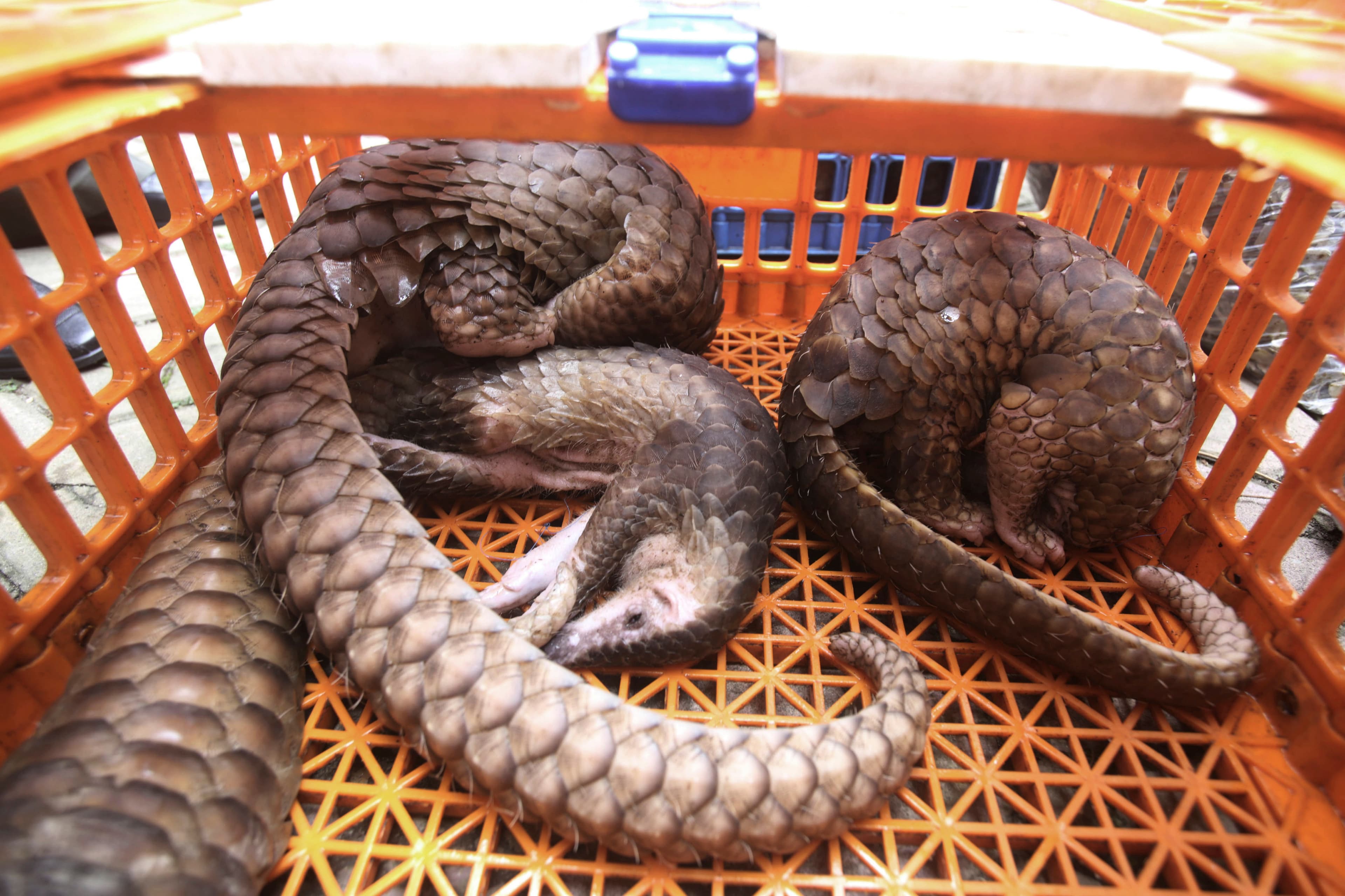 Pangolin curl up in an orange crate.