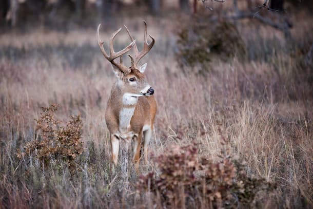 White-tailed buck