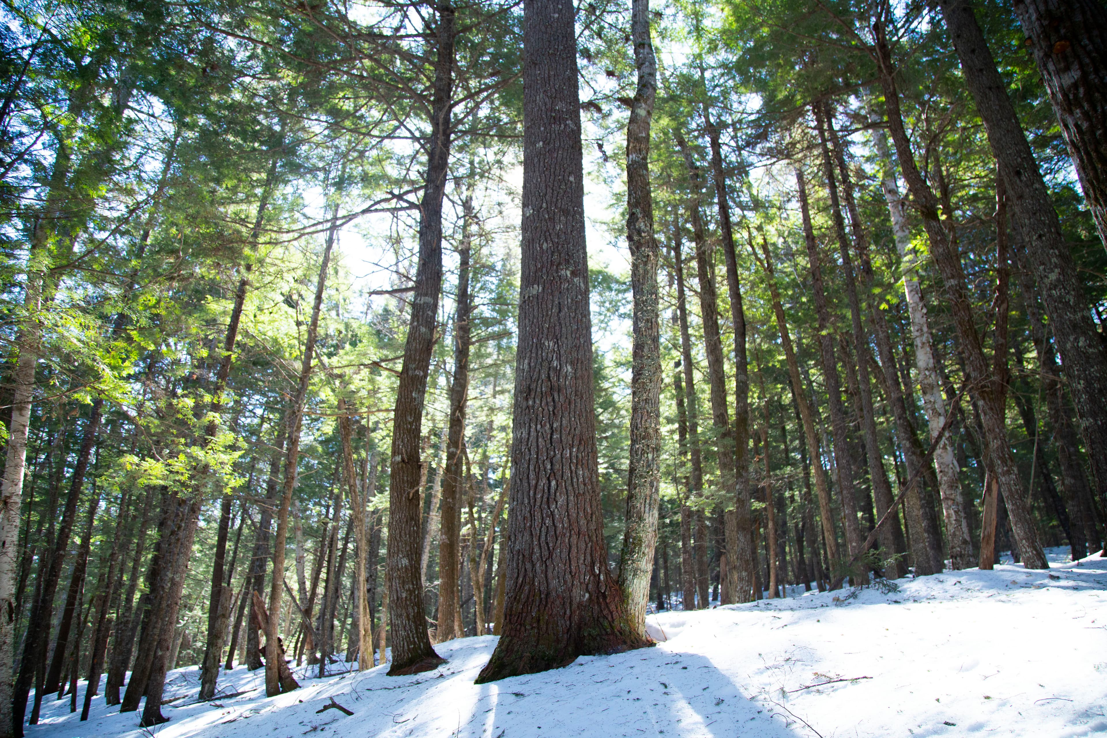 Forests cover about 80% of the Maritime Provinces of eastern Canada. Around half of that land is owned by smallholders.