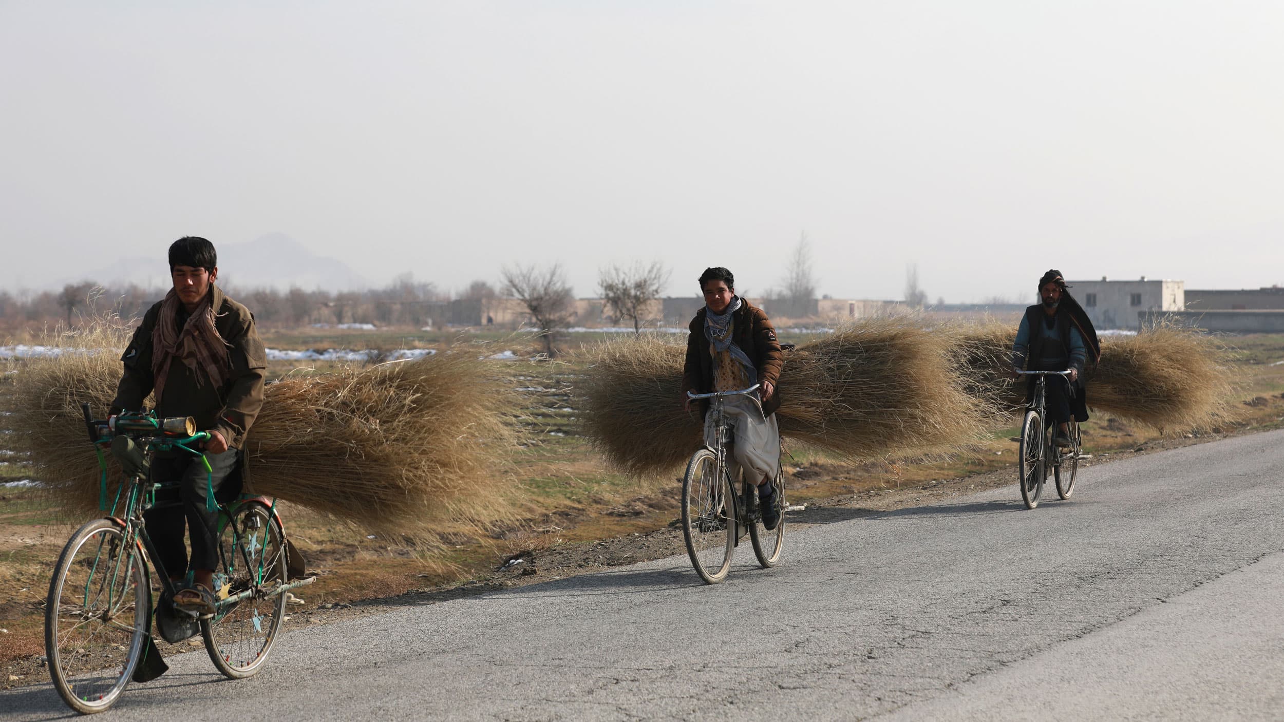 Three people are shown riding bicycles along a road carrying large bundles of harvested shrubs on the back of their bikes.