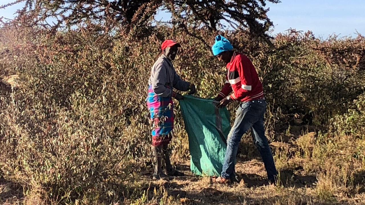 Two people gather locusts from trees