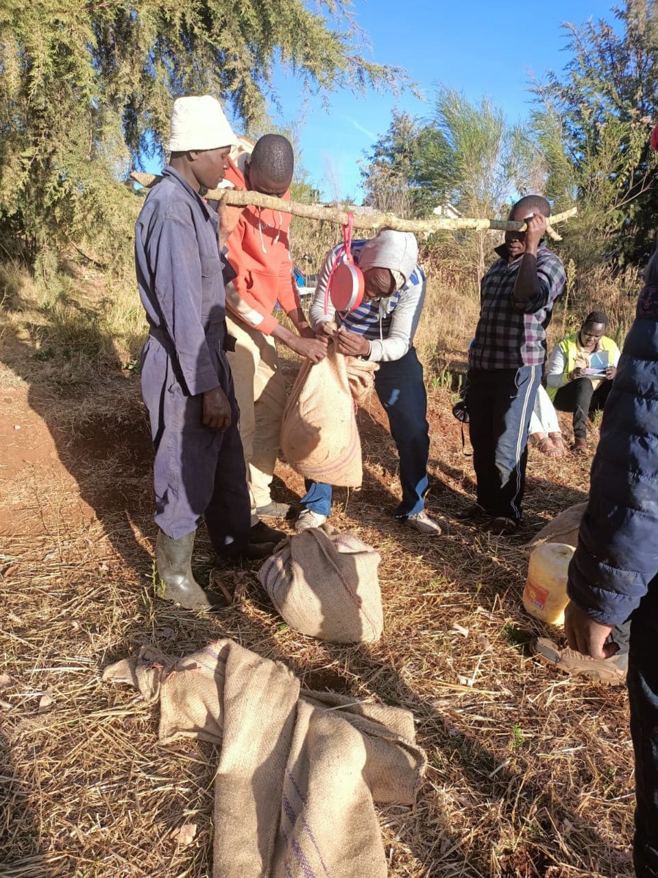 Locust collectors weigh their insects in the morning after a night of harvesting.